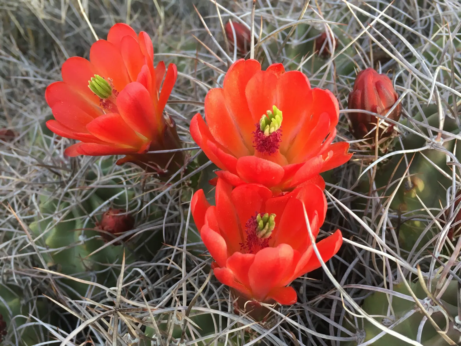 Claret Cup, Strawberry Cactus (Echinocereus Triglochidiatus) — Additionally, this cactus is drought-tolerant, a substantial benefit for water-wise, image 113