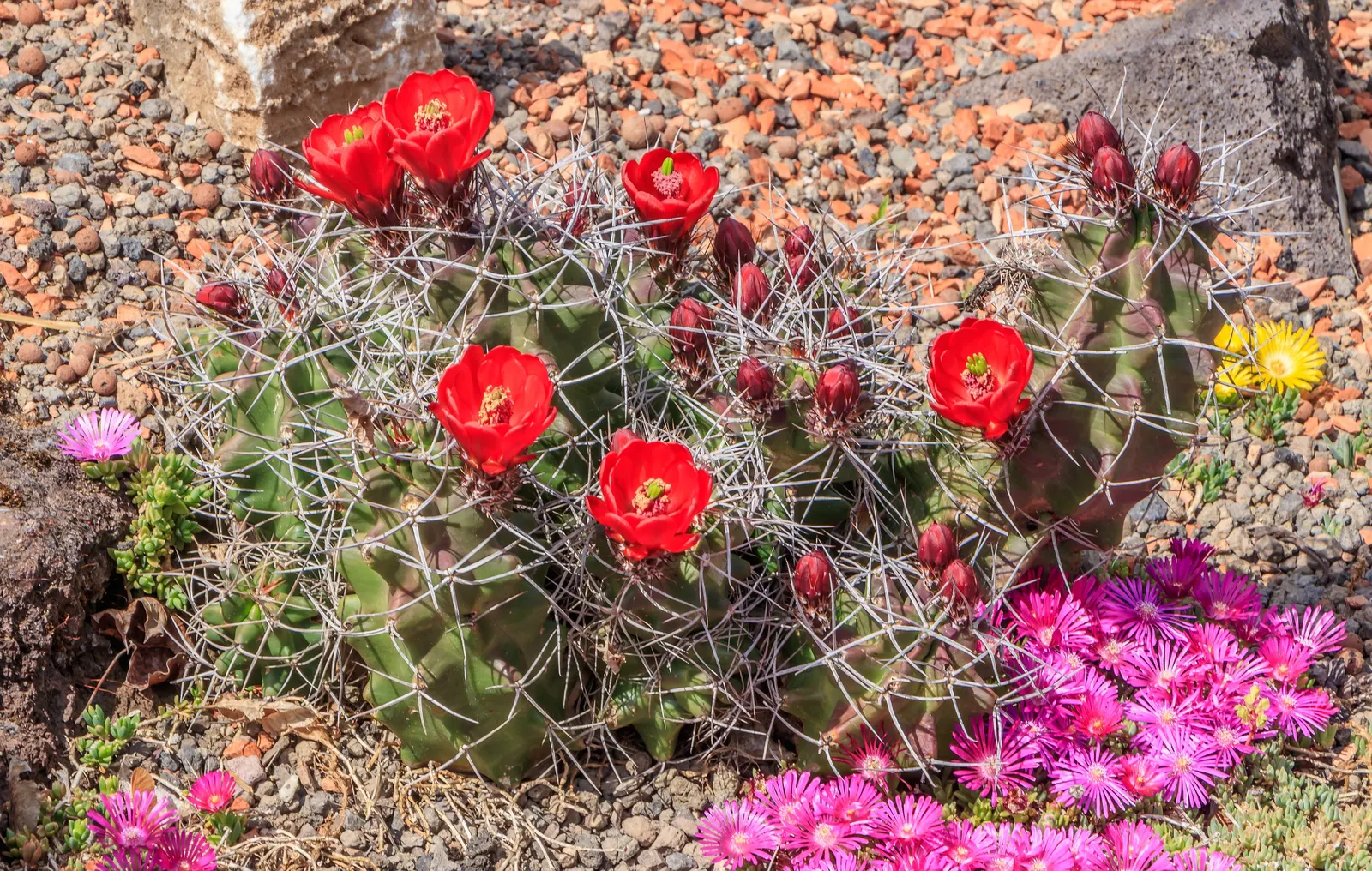 Claret Cup, Strawberry Cactus (Echinocereus Triglochidiatus) — offering a striking contrast against the green cylindrical stems festooned with white spines