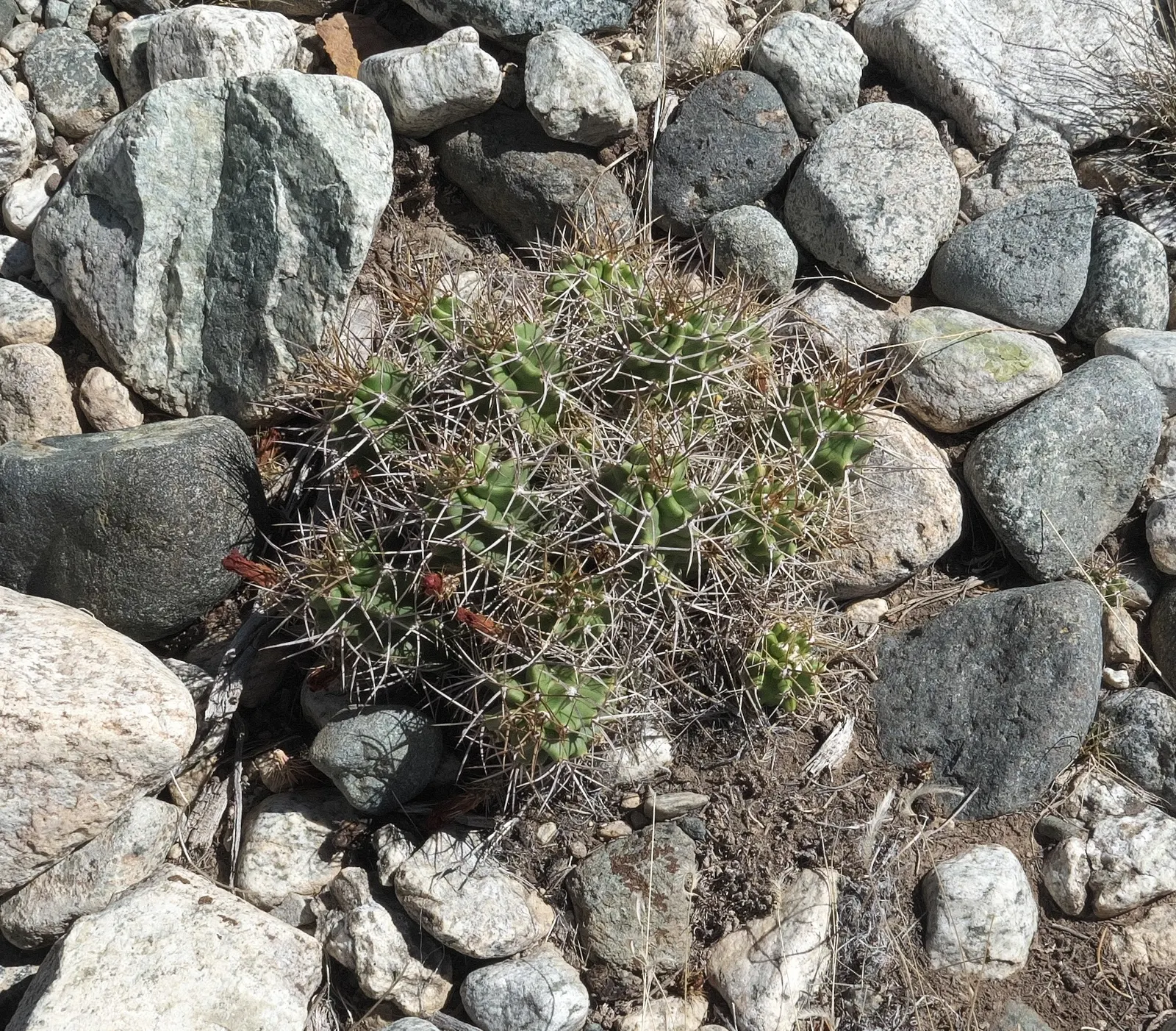 Claret Cup, Strawberry Cactus (Echinocereus Triglochidiatus) — water-efficient landscapes