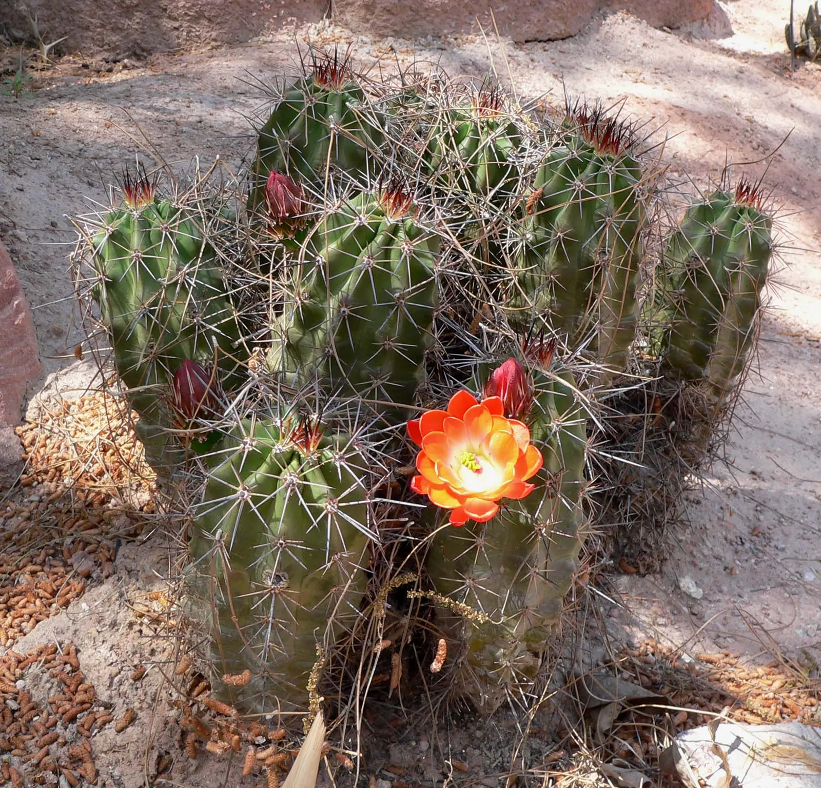Claret Cup, Strawberry Cactus (Echinocereus Triglochidiatus) — This cacti species prides itself on its hardiness; with individual stems that can, image 105