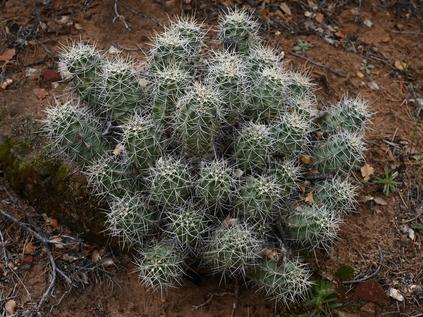 Claret Cup, Strawberry Cactus (Echinocereus Triglochidiatus) — offering a striking contrast against the green cylindrical stems festooned with, image 28