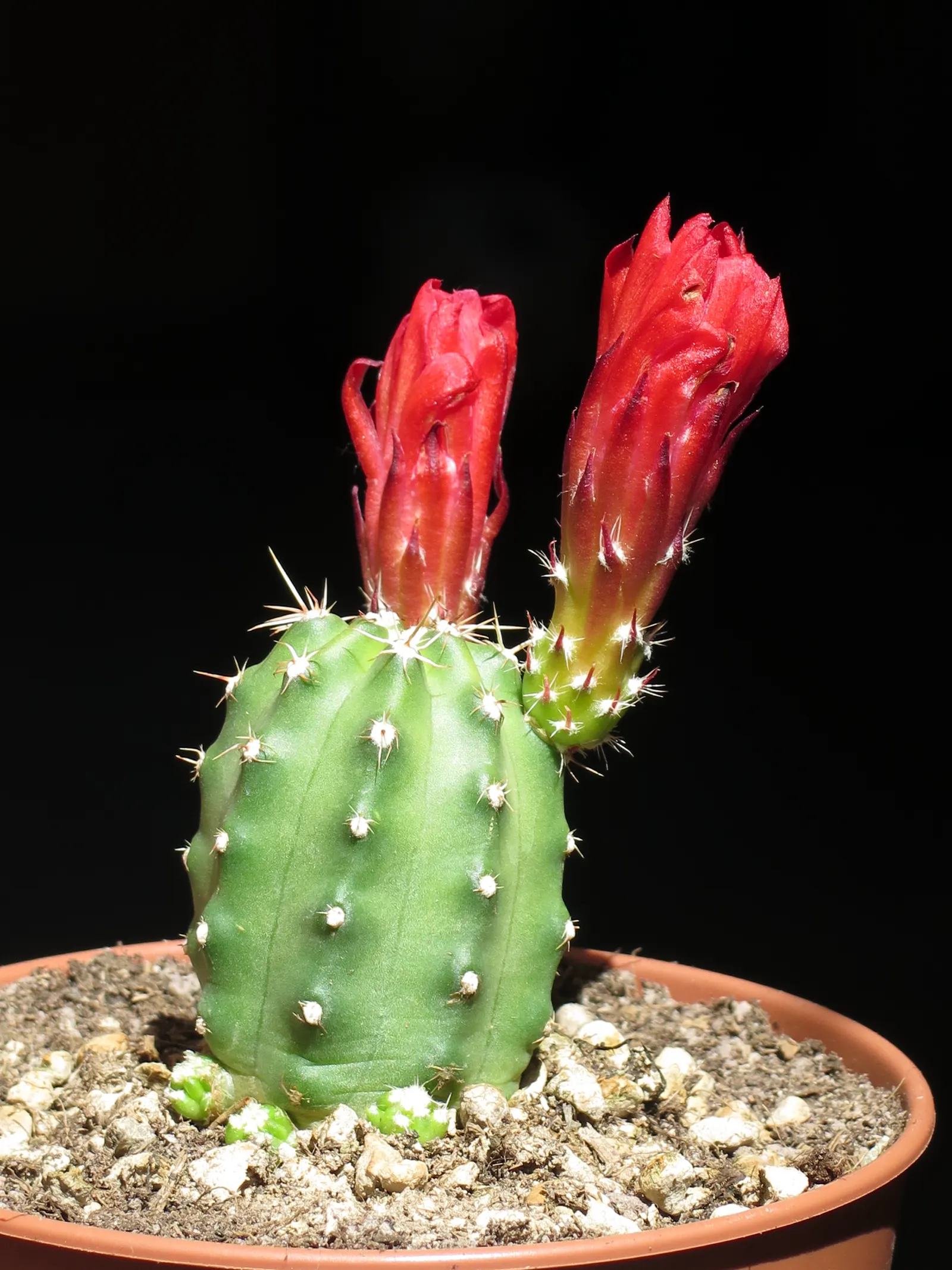Claret Cup, Strawberry Cactus (Echinocereus Triglochidiatus) — cup-shaped flowers bloom in spring; it prefers well-draining soil, image 75