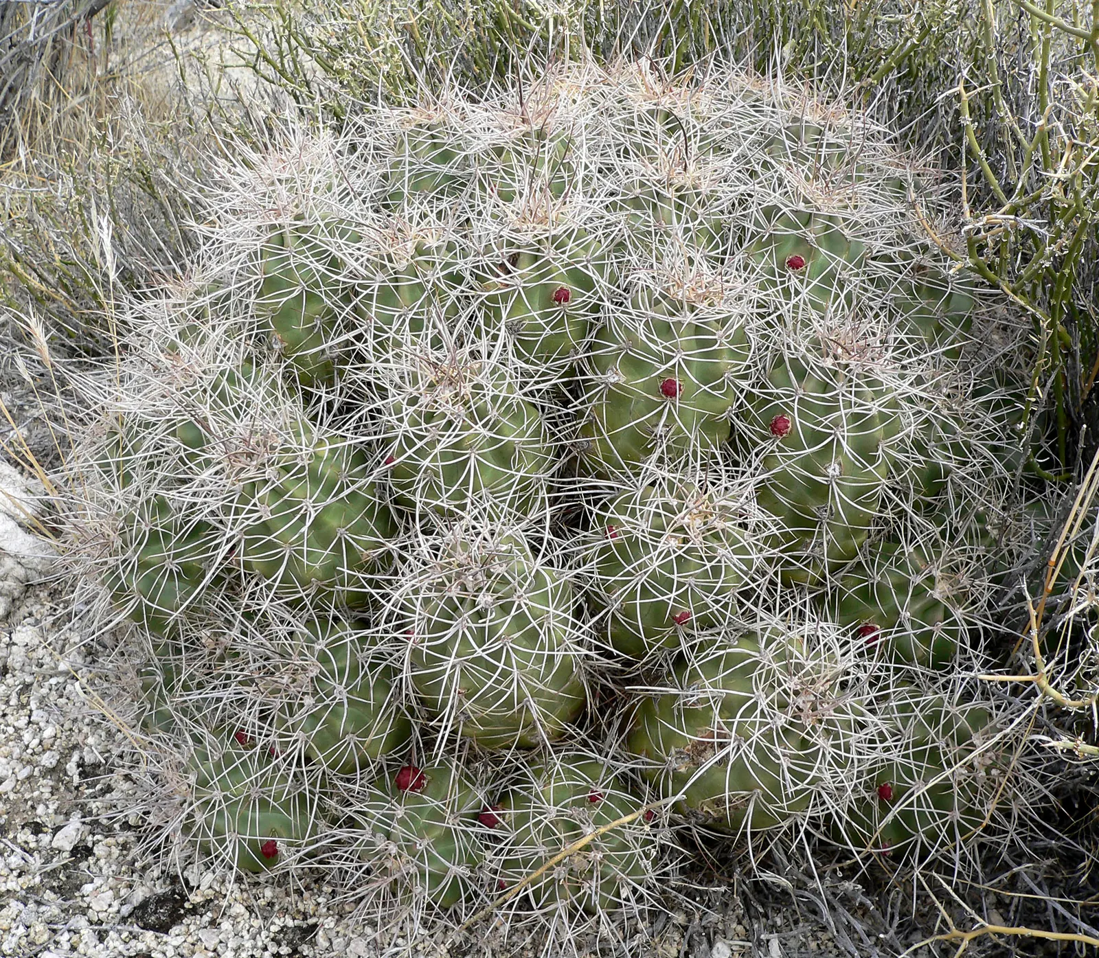 Claret Cup, Strawberry Cactus (Echinocereus Triglochidiatus) — water-efficient landscapes; the flowers are a nectar source for hummingbirds, image 54