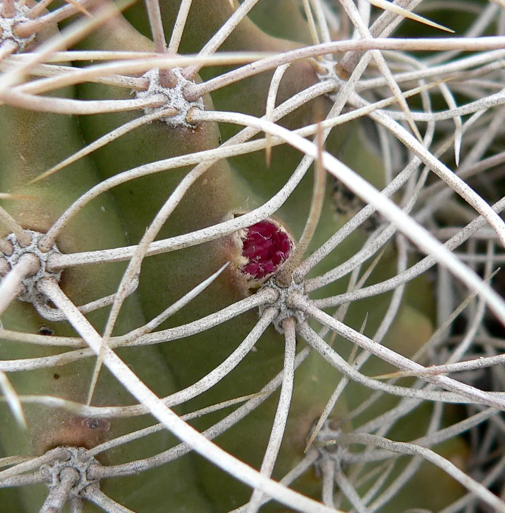 Claret Cup, Strawberry Cactus (Echinocereus Triglochidiatus) — This cactus forms clumps reaching 6-18 inches in height and up to 2 feet wide; the, image 98