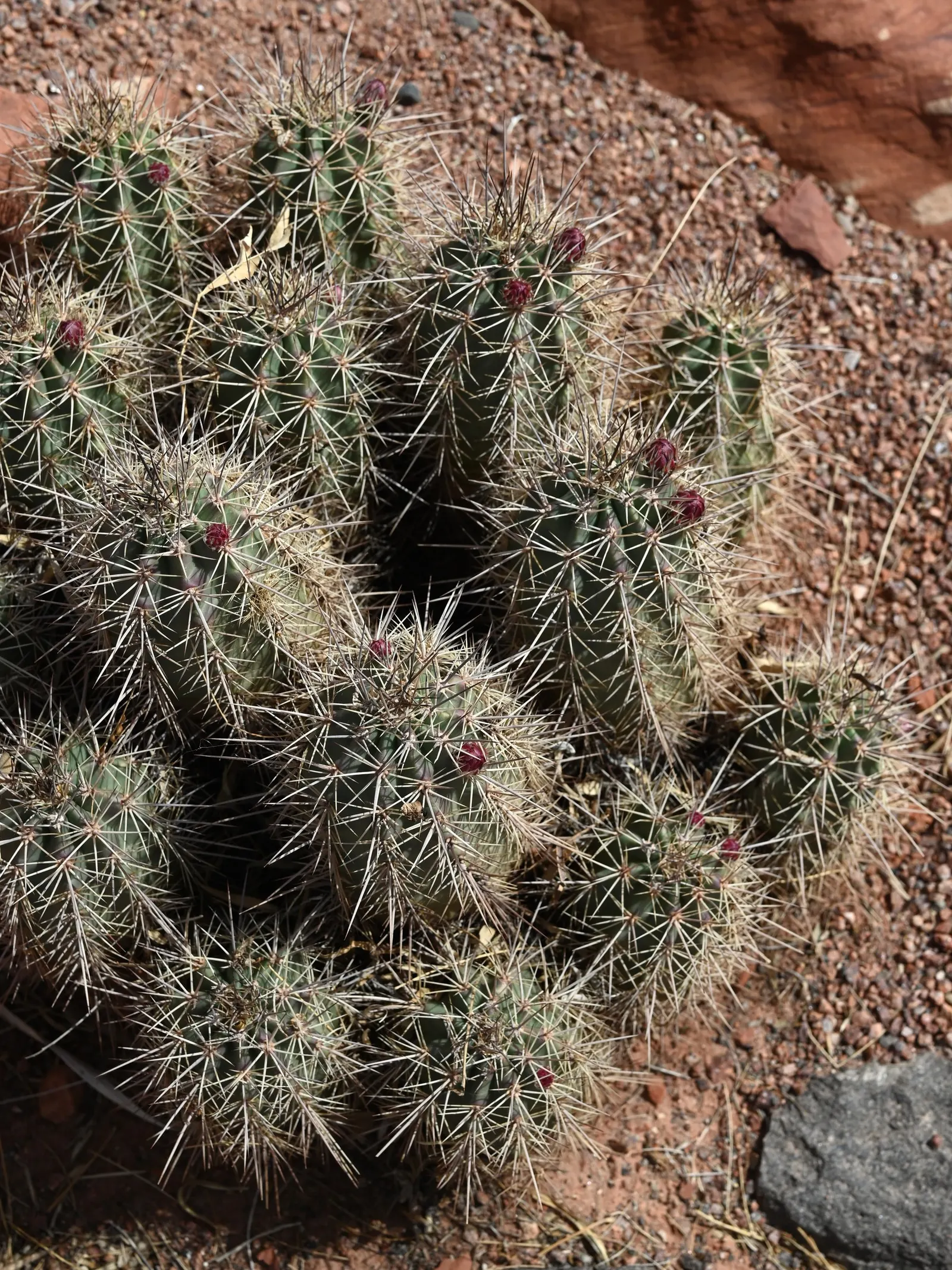Claret Cup, Strawberry Cactus (Echinocereus Triglochidiatus) — It prefers well-draining soil