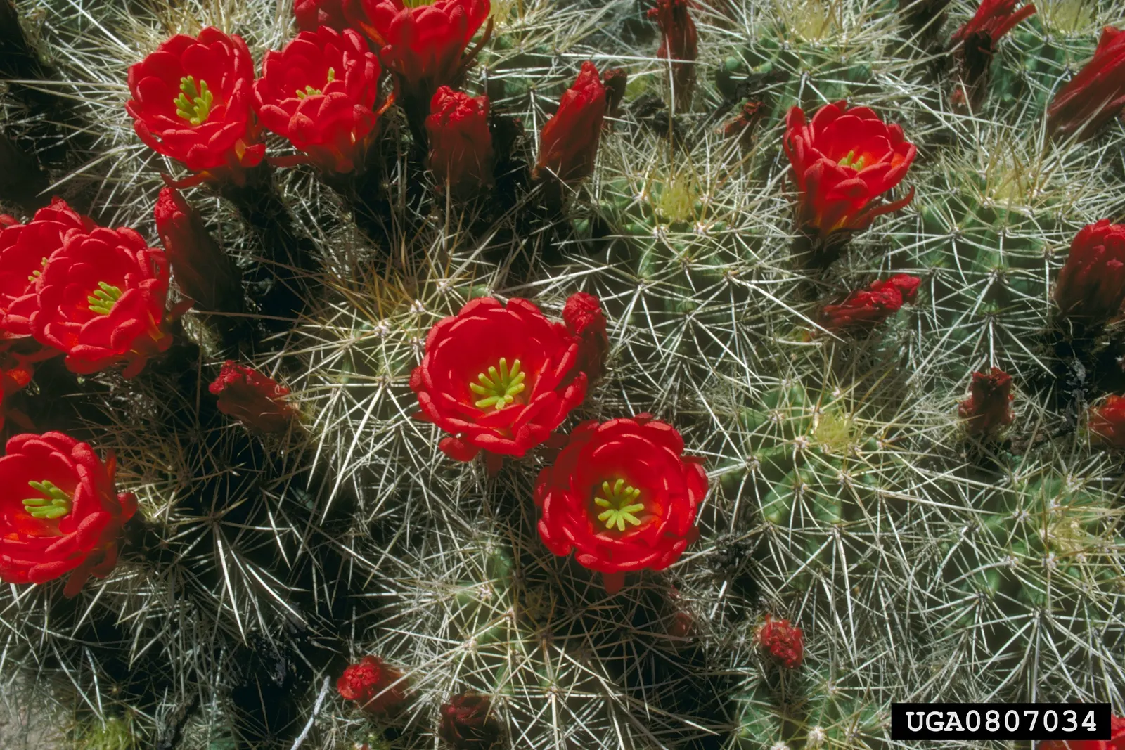 Claret Cup, Strawberry Cactus (Echinocereus Triglochidiatus) — It prefers well-draining soil; cup-shaped flowers bloom in spring, image 66