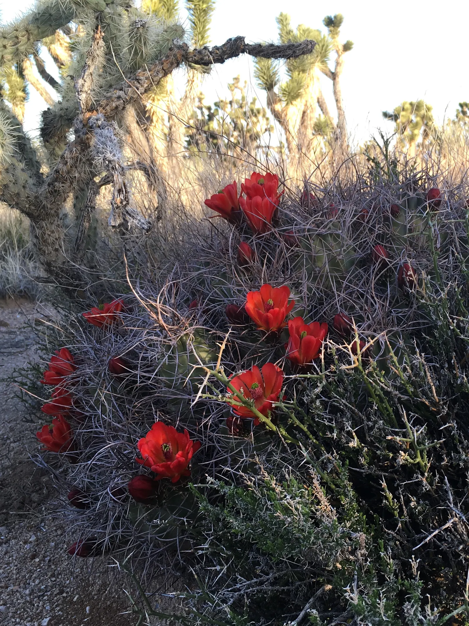 Claret Cup, Strawberry Cactus (Echinocereus Triglochidiatus) — ideally grown in full sun to partial shade to optimize blooming; cactus / succulent with orange