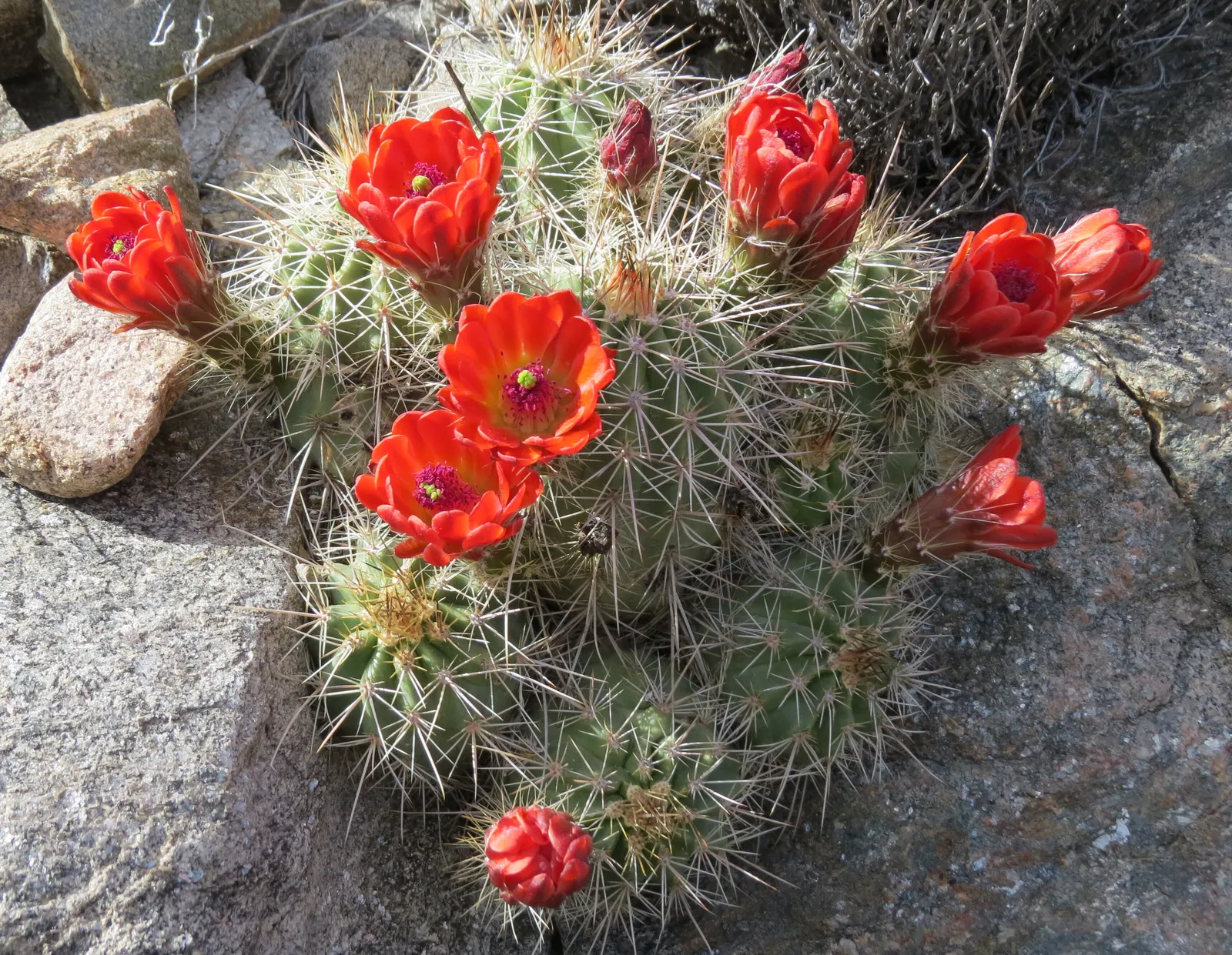 Claret Cup, Strawberry Cactus (Echinocereus Triglochidiatus) — thus incorporating a dynamic ecosystem interaction into your landscape