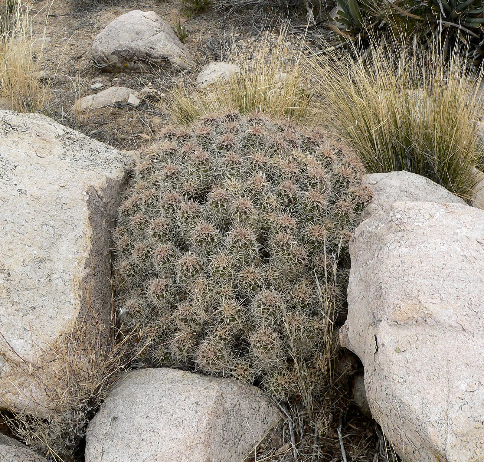 Claret Cup, Strawberry Cactus (Echinocereus Triglochidiatus) — cactus / succulent for full; serving both aesthetic and ecological functions, image 120