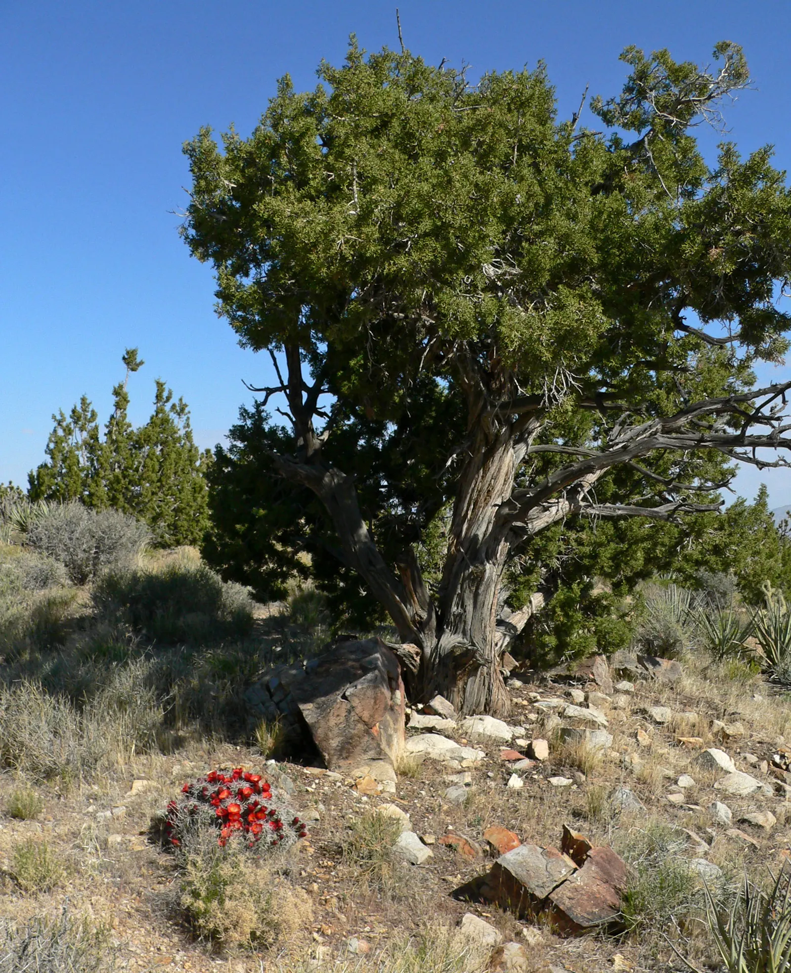 Claret Cup, Strawberry Cactus (Echinocereus Triglochidiatus) — capable of thriving in USDA zones 5 through 11 and can handle temperatures down to, image 34