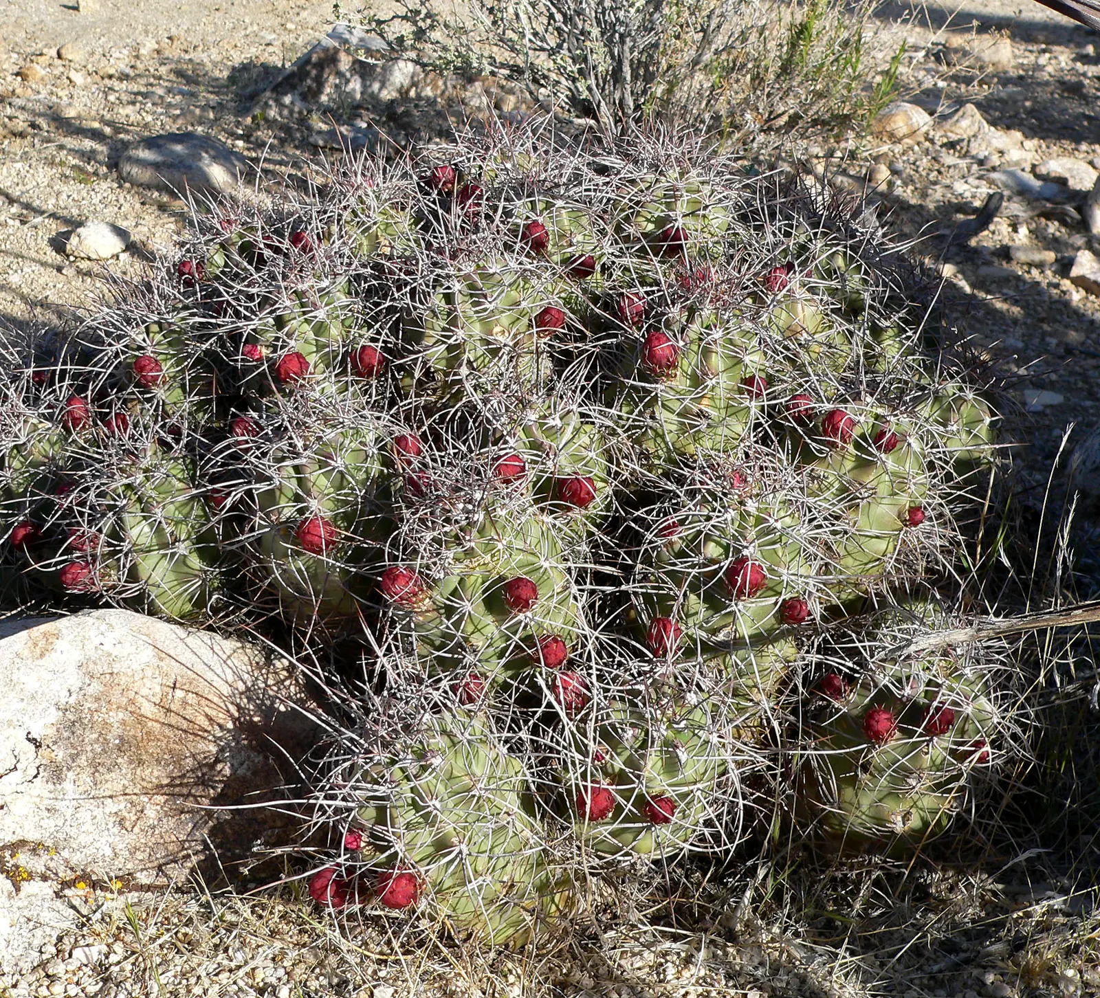 Claret Cup, Strawberry Cactus (Echinocereus Triglochidiatus) — thus incorporating a dynamic ecosystem interaction into your landscape; exhibiting, image 64