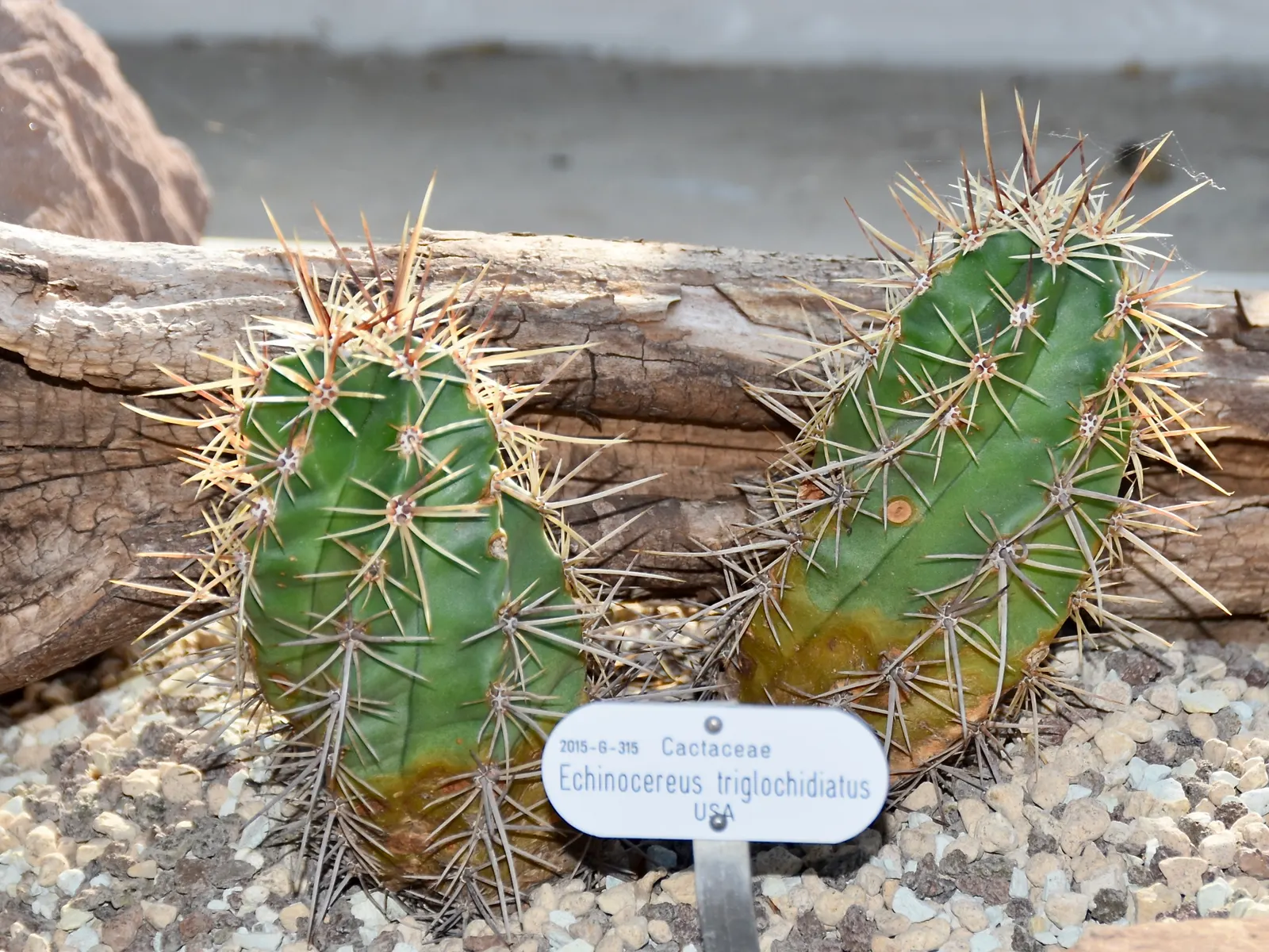 Claret Cup, Strawberry Cactus (Echinocereus Triglochidiatus) — orange flowers in the garden; commonly referred to as the Claret Cup or Strawberry, image 70