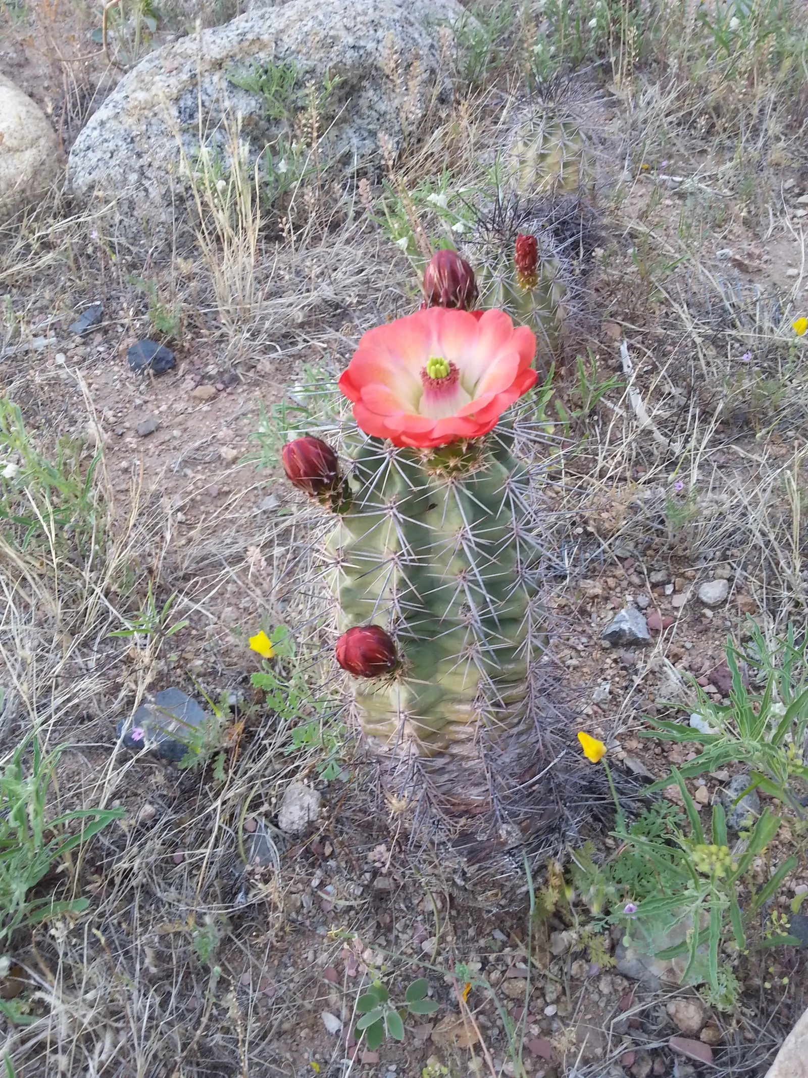 Claret Cup, Strawberry Cactus (Echinocereus Triglochidiatus) — commonly referred to as the Claret Cup or Strawberry Cactus; orange flowers in the, image 79