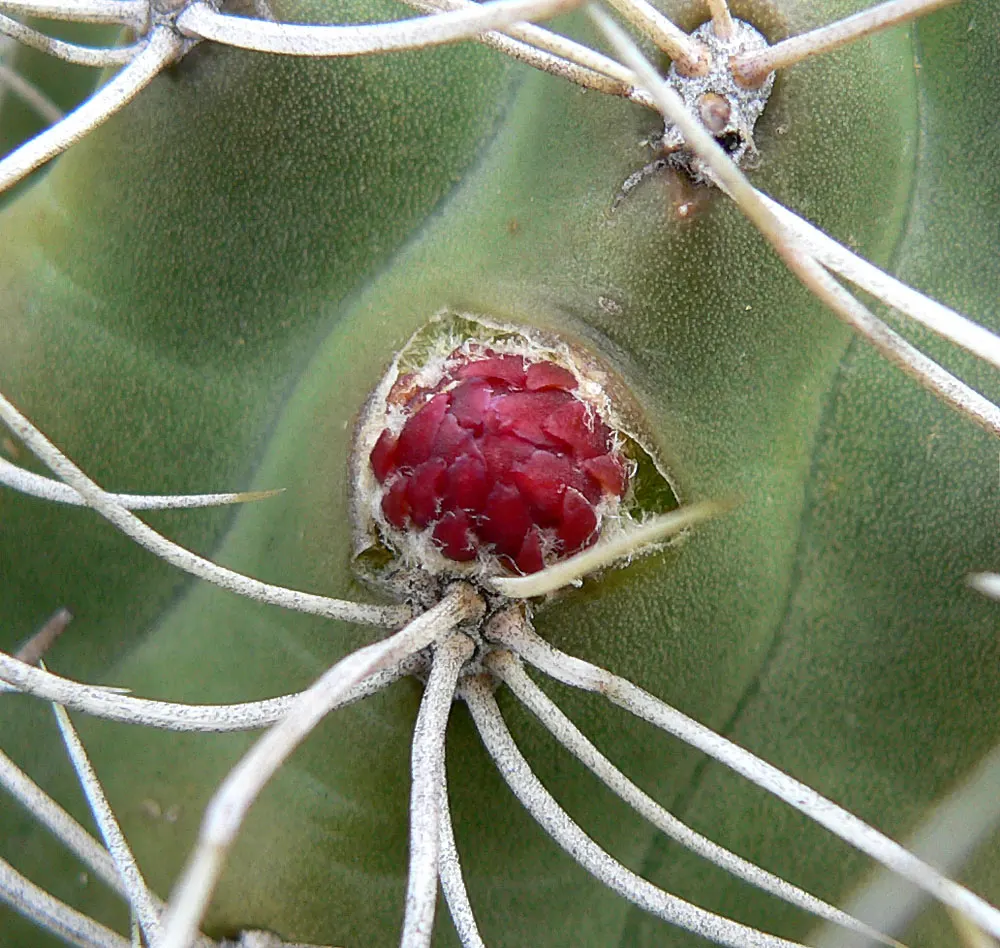Claret Cup, Strawberry Cactus (Echinocereus Triglochidiatus) — The cactus features a mound-forming habit; this cactus forms clumps reaching 6-18, image 107