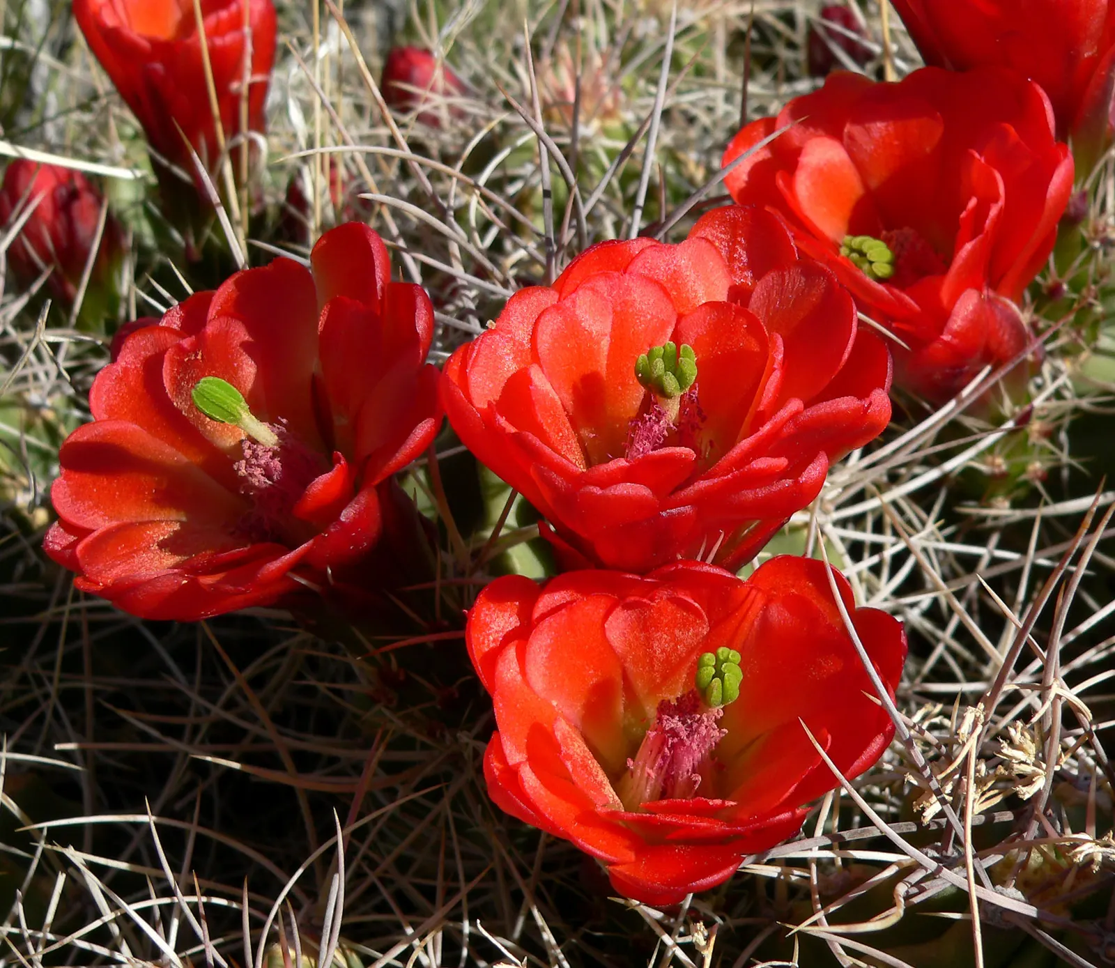 Claret Cup, Strawberry Cactus (Echinocereus Triglochidiatus) — The flowers are a nectar source for hummingbirds; water-efficient landscapes, image 87