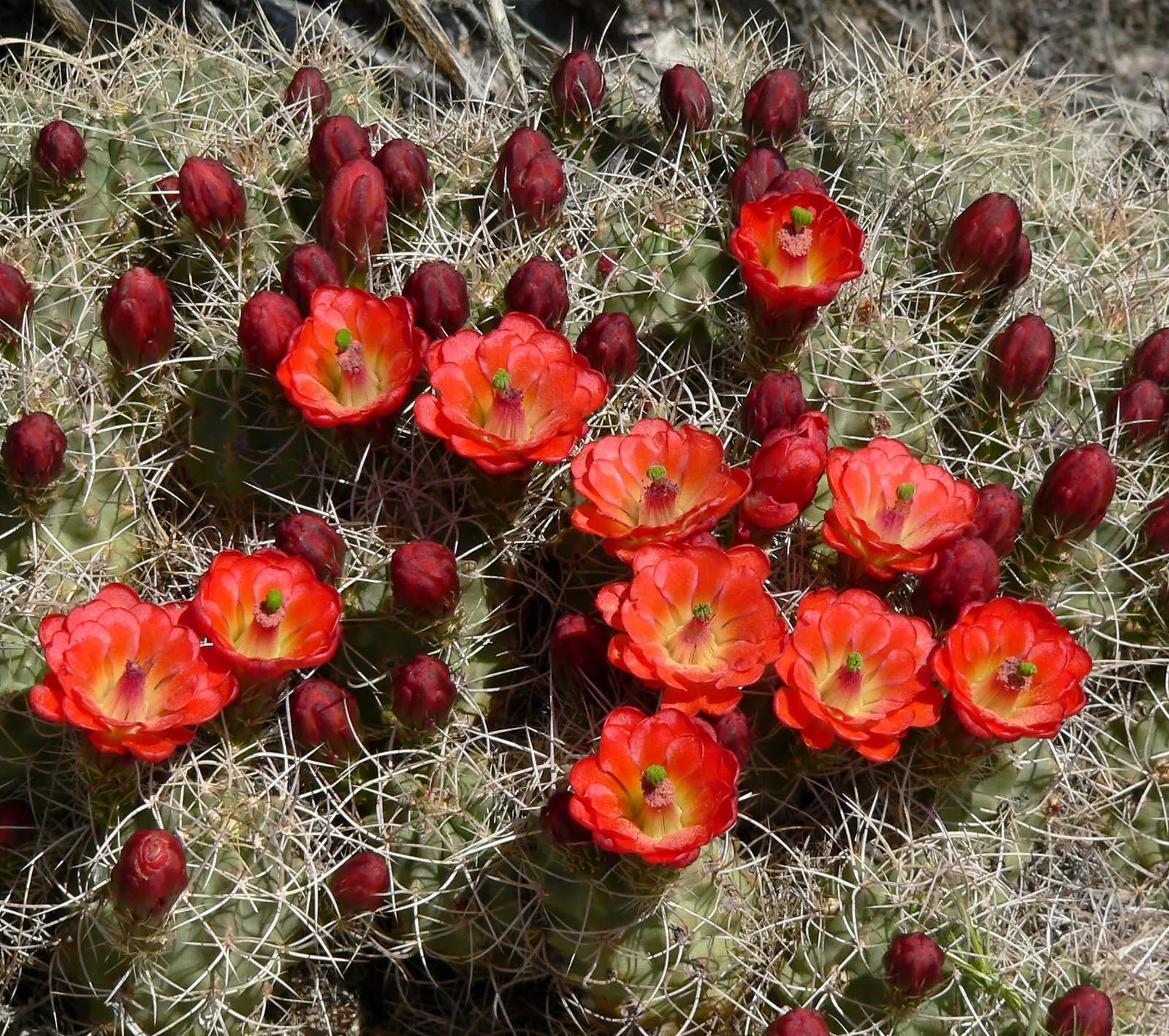 Claret Cup, Strawberry Cactus (Echinocereus Triglochidiatus) — ideally grown in full sun to partial shade to optimize blooming; cactus / succulent, image 86