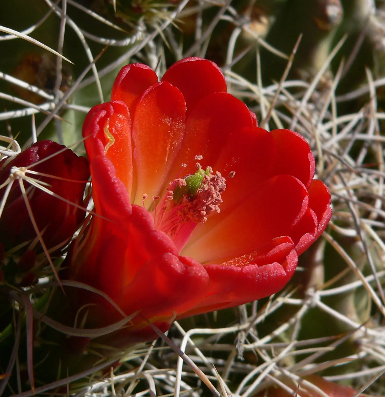 Claret Cup, Strawberry Cactus (Echinocereus Triglochidiatus) — thus incorporating a dynamic ecosystem interaction into your landscape; exhibiting, image 112