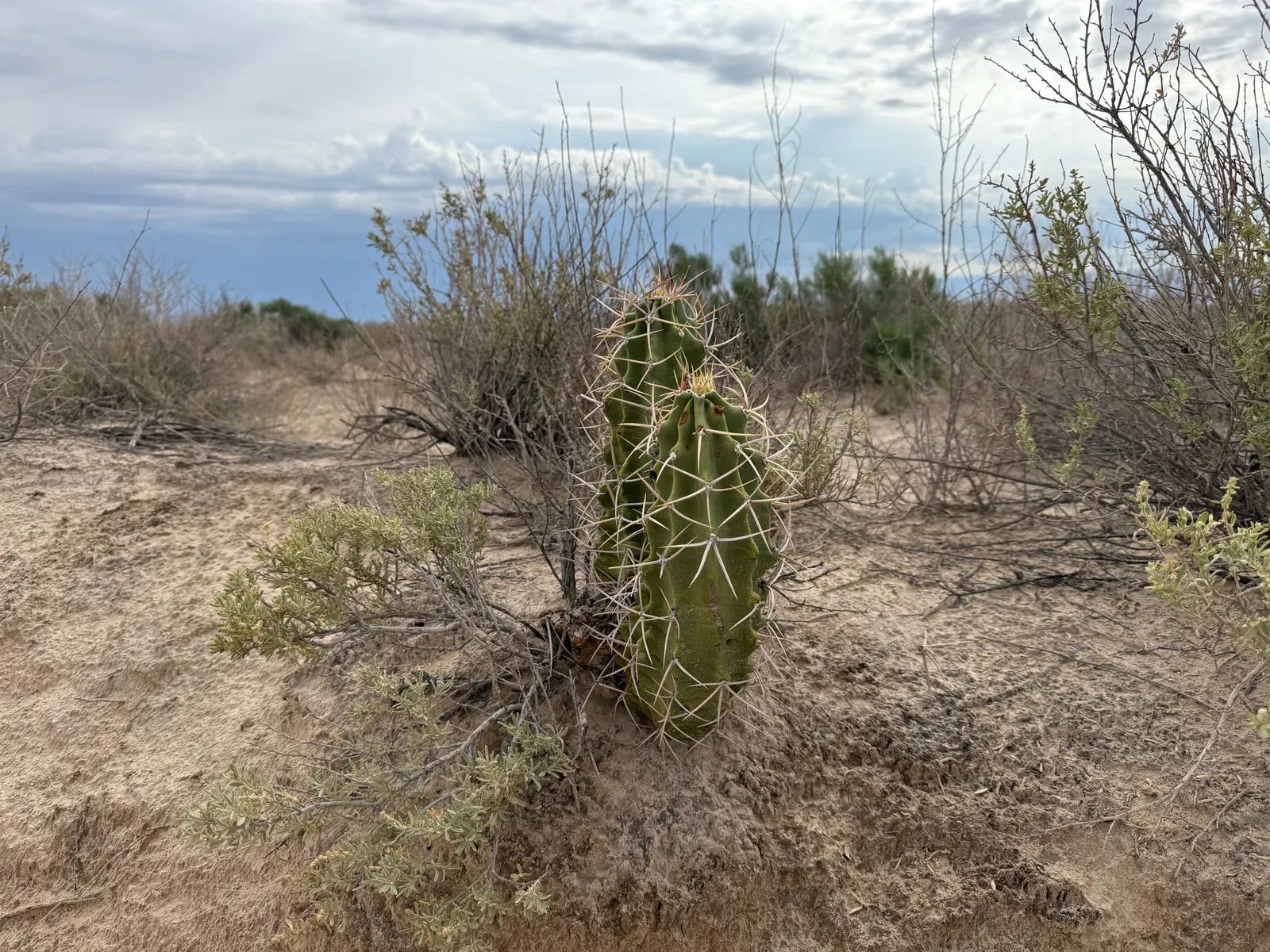 Claret Cup, Strawberry Cactus (Echinocereus Triglochidiatus) — cactus / succulent with orange blooms; ideally grown in full sun to partial shade to, image 95