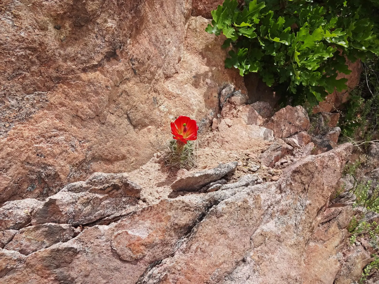Claret Cup, Strawberry Cactus (Echinocereus Triglochidiatus) — exhibiting striking tubular flowers that range in color from scarlet to orange-red, image 85
