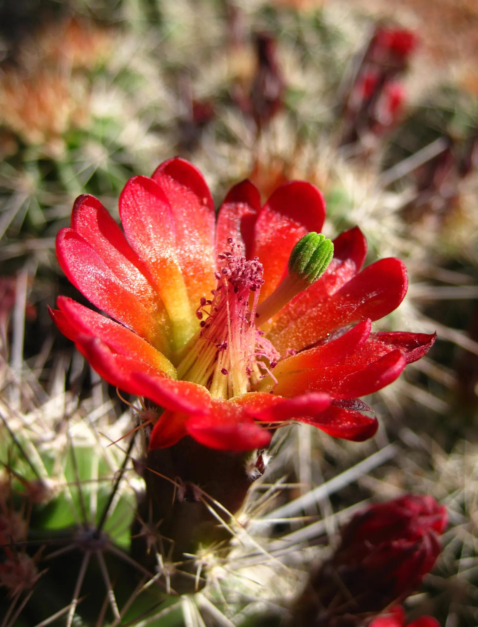 Claret Cup, Strawberry Cactus (Echinocereus Triglochidiatus) — The flowers are a nectar source for hummingbirds