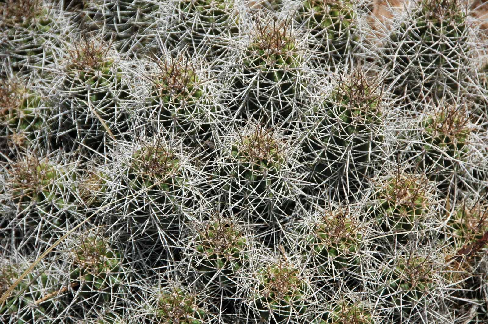 Claret Cup, Strawberry Cactus (Echinocereus Triglochidiatus) — cactus / succulent for full; serving both aesthetic and ecological functions