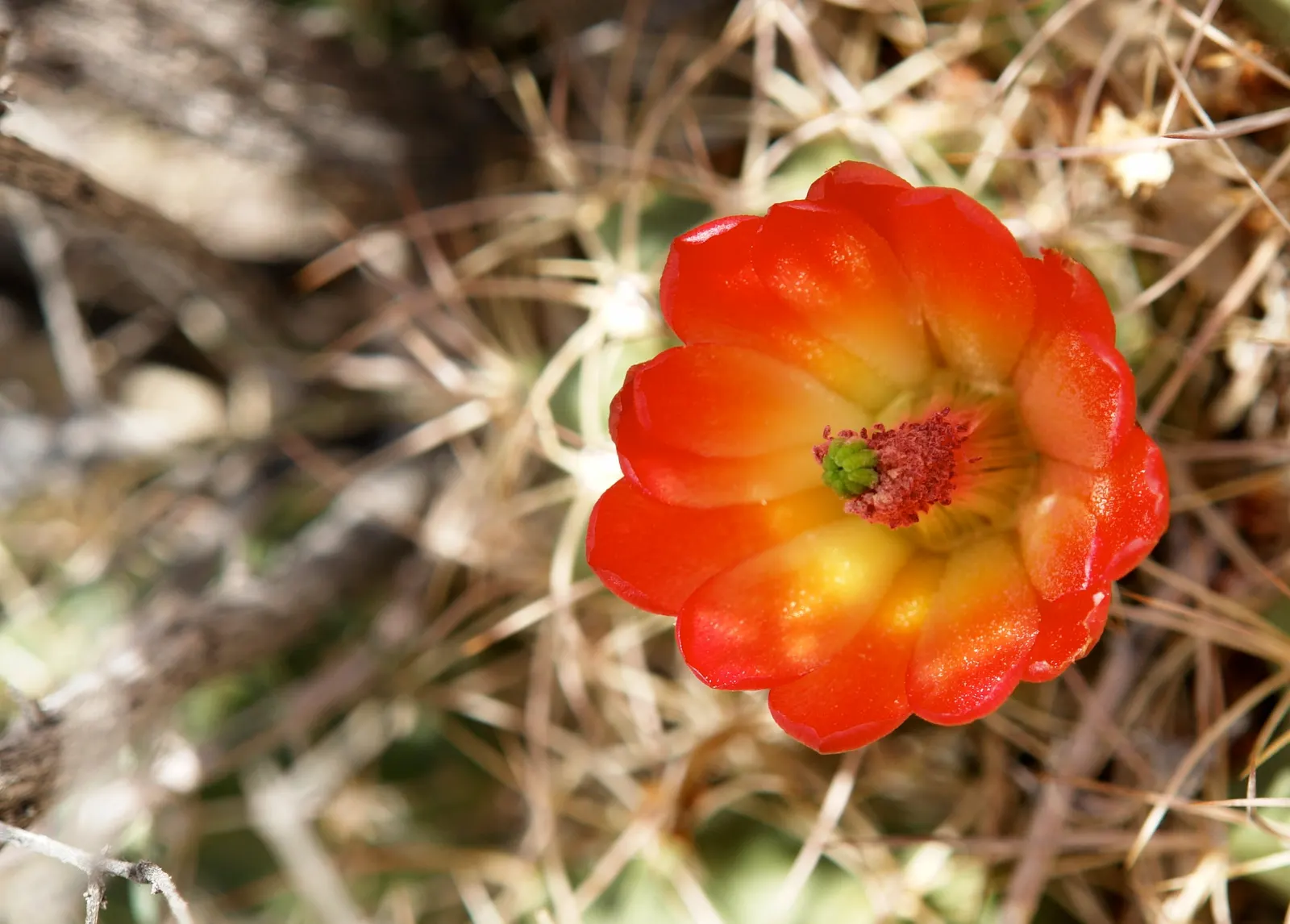 Claret Cup, Strawberry Cactus (Echinocereus Triglochidiatus) — incorporating the Echinocereus triglochidiatus offers a low-maintenance; capable of, image 67