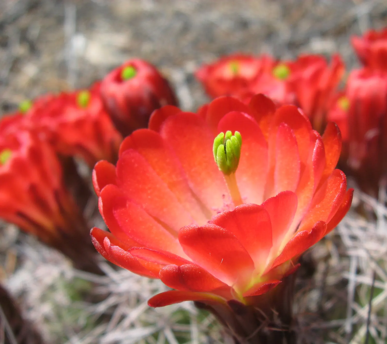 Claret Cup, Strawberry Cactus (Echinocereus Triglochidiatus) — serving both aesthetic and ecological functions; cactus / succulent for full, image 117