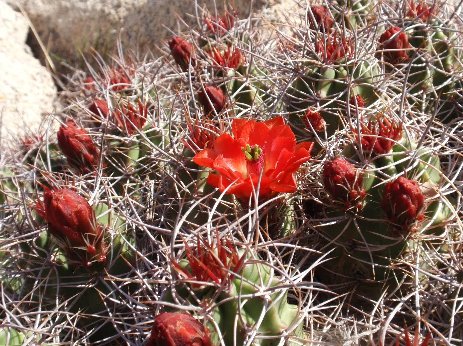 Claret Cup, Strawberry Cactus (Echinocereus Triglochidiatus) — capable of thriving in USDA zones 5 through 11 and can handle temperatures down to, image 58