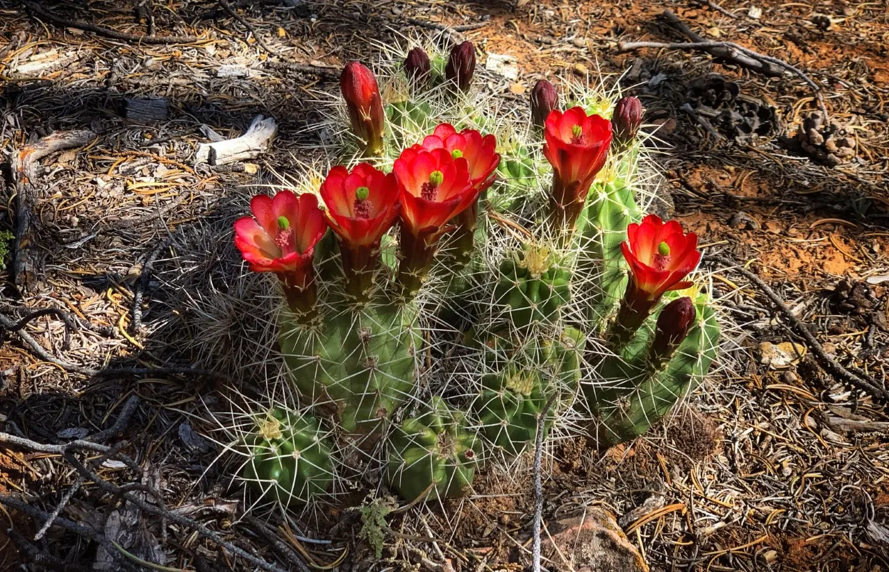 Claret Cup, Strawberry Cactus (Echinocereus Triglochidiatus) — incorporating the Echinocereus triglochidiatus offers a low-maintenance; capable of, image 115