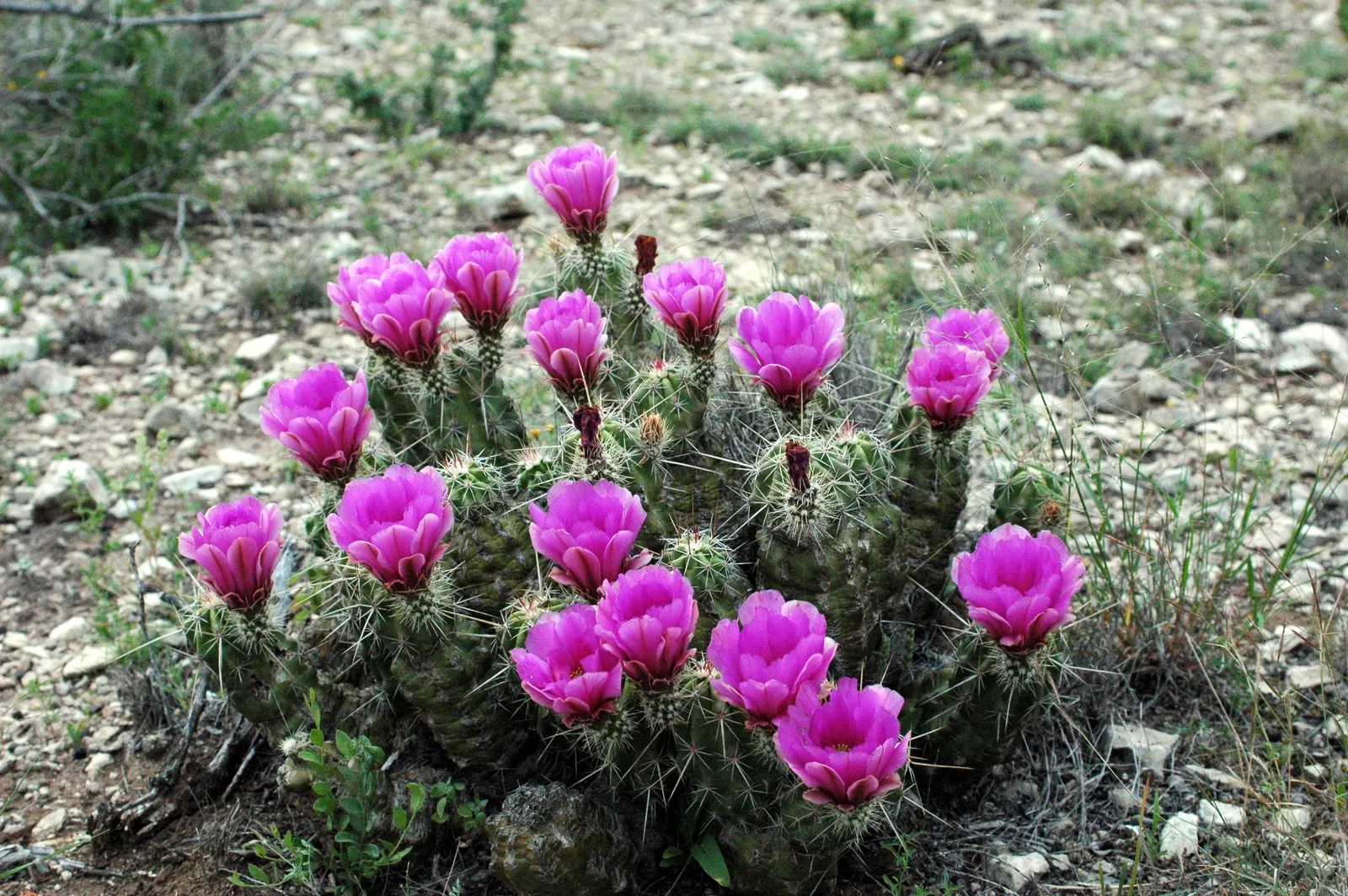 Claret Cup, Strawberry Cactus (Echinocereus Triglochidiatus) — serving both aesthetic and ecological functions