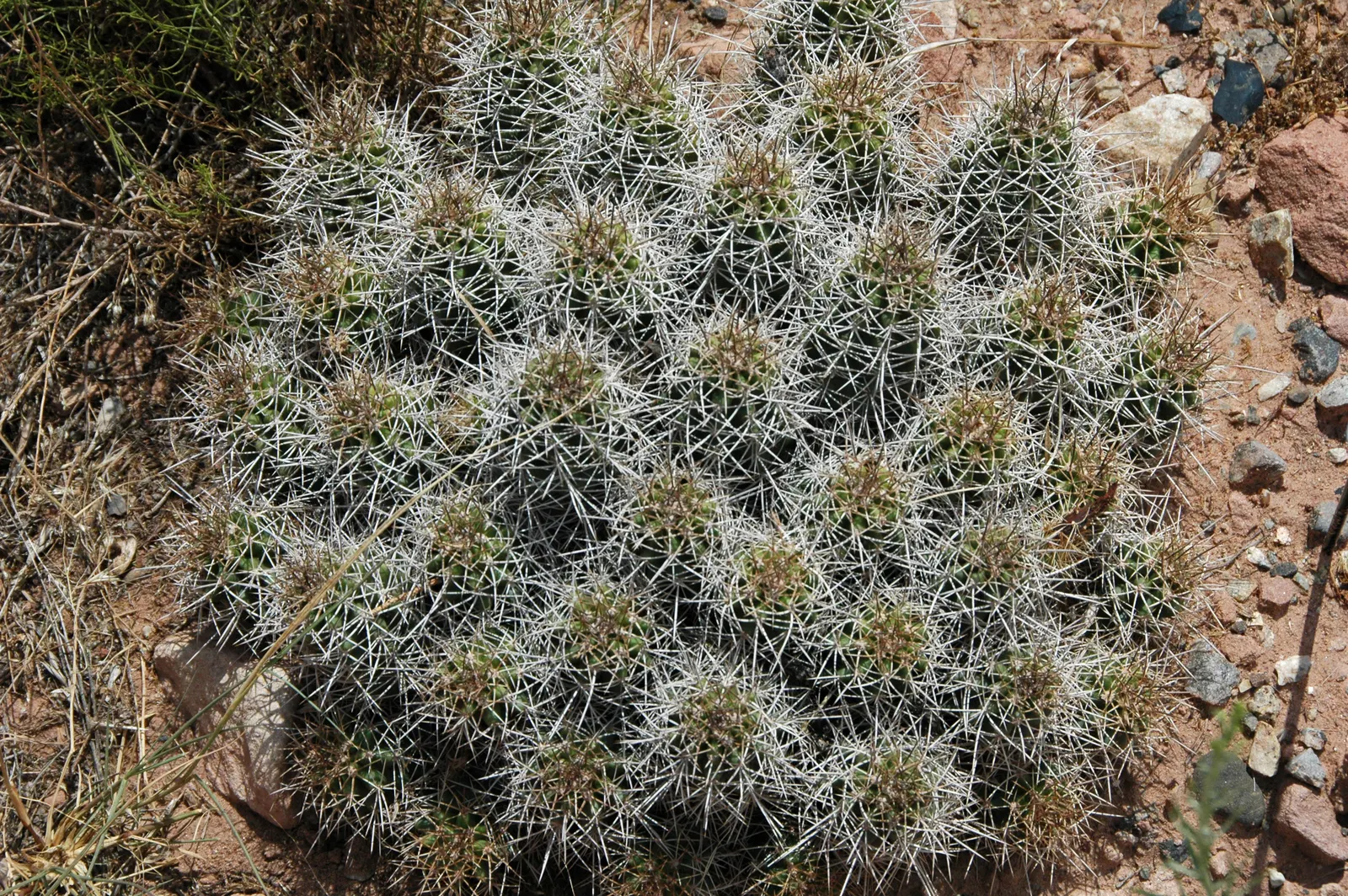 Claret Cup, Strawberry Cactus (Echinocereus Triglochidiatus) — orange flowers in the garden; commonly referred to as the Claret Cup or Strawberry Cactus
