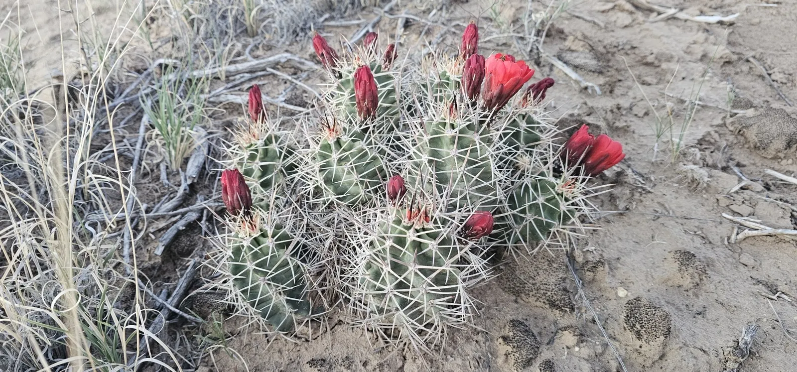 Claret Cup, Strawberry Cactus (Echinocereus Triglochidiatus) — cactus / succulent for full; serving both aesthetic and ecological functions, image 72
