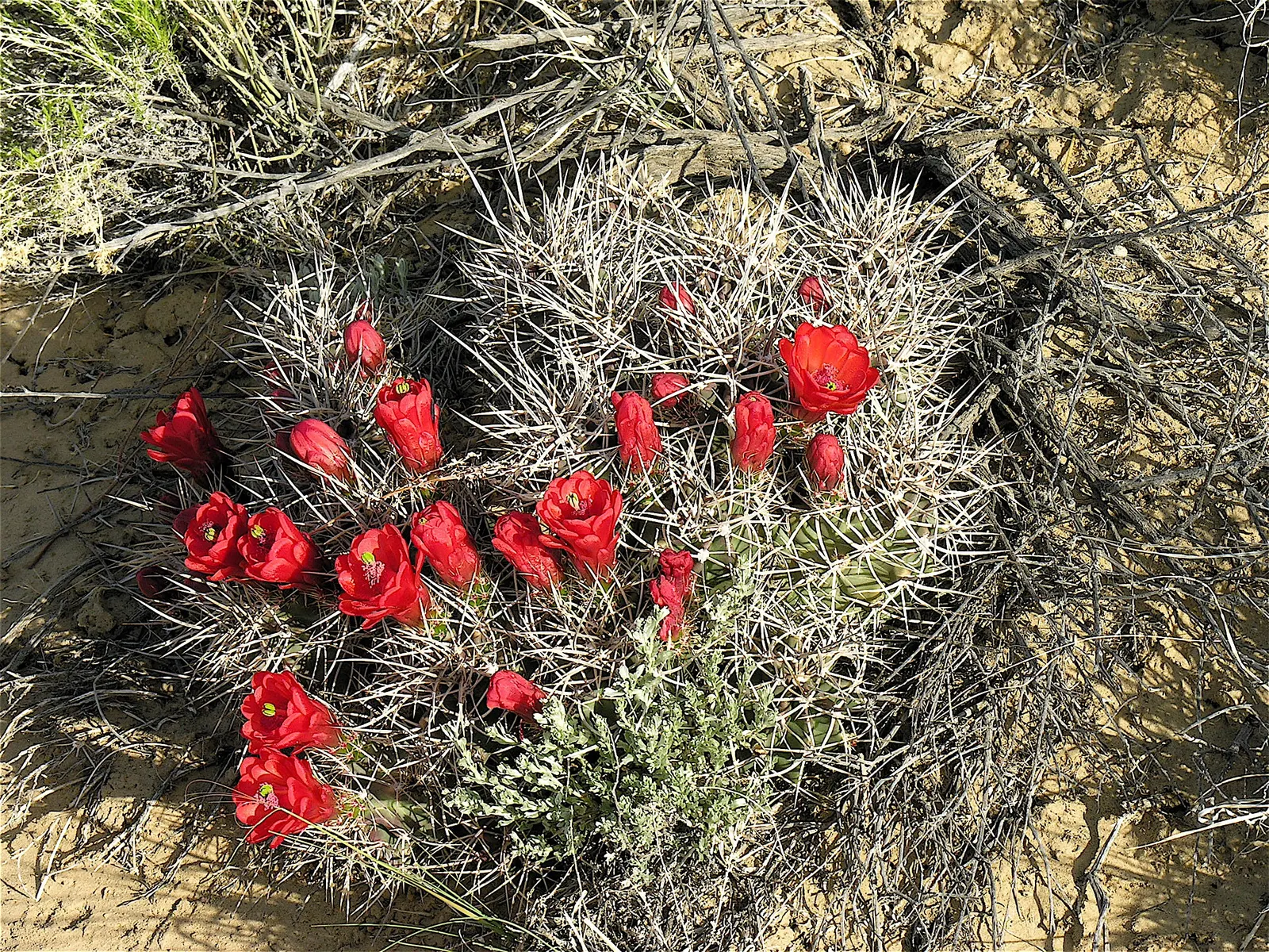 Claret Cup, Strawberry Cactus (Echinocereus Triglochidiatus) — The flowers are a nectar source for hummingbirds; water-efficient landscapes, image 111