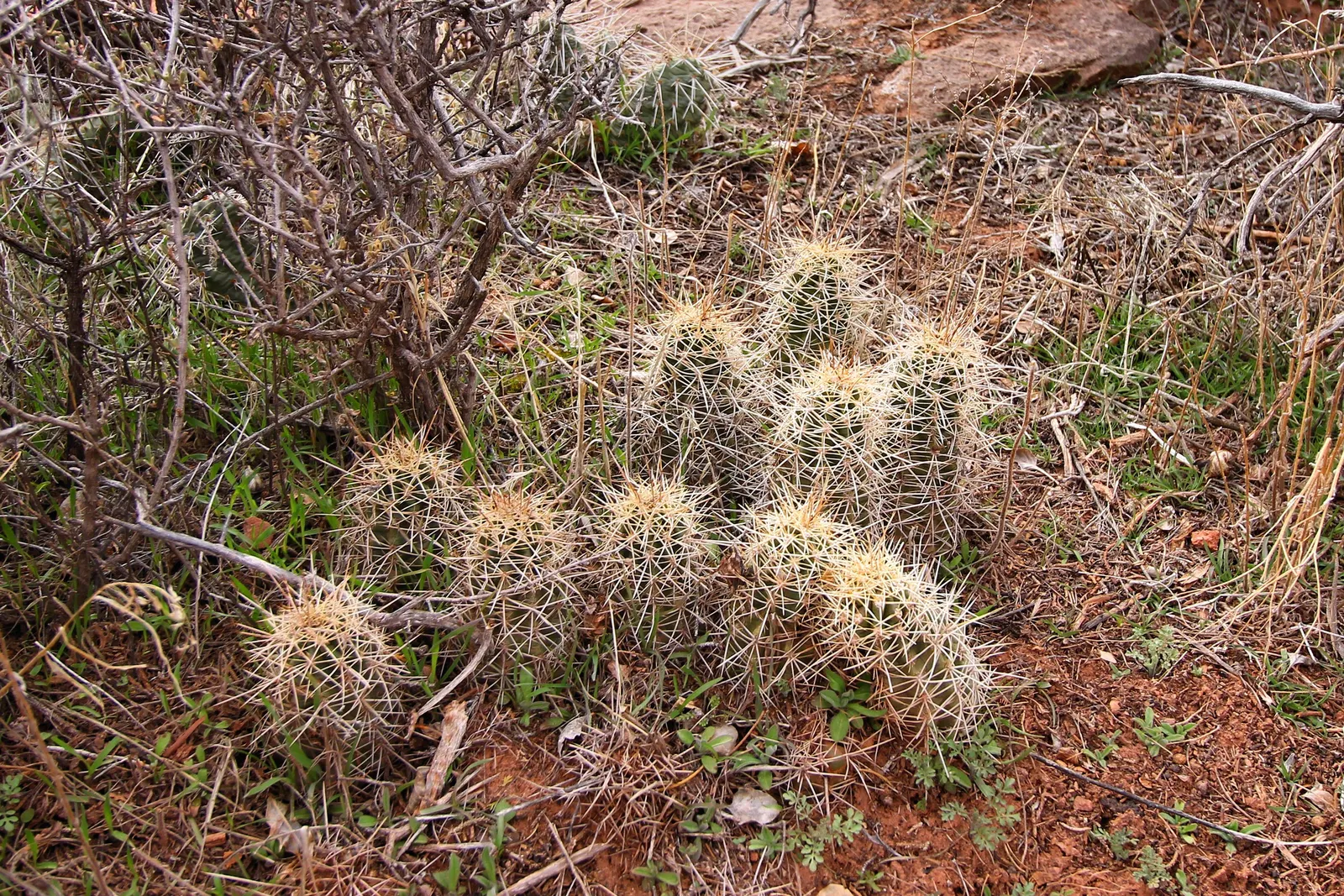 Claret Cup, Strawberry Cactus (Echinocereus Triglochidiatus) — resilient plant selection that provides seasonal color and architectural interest, image 116