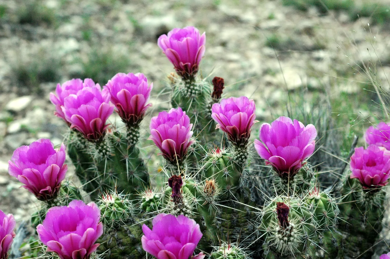 Claret Cup, Strawberry Cactus (Echinocereus Triglochidiatus) — with individual stems that can grow up to 6 inches in diameter and exceed 1 foot in height