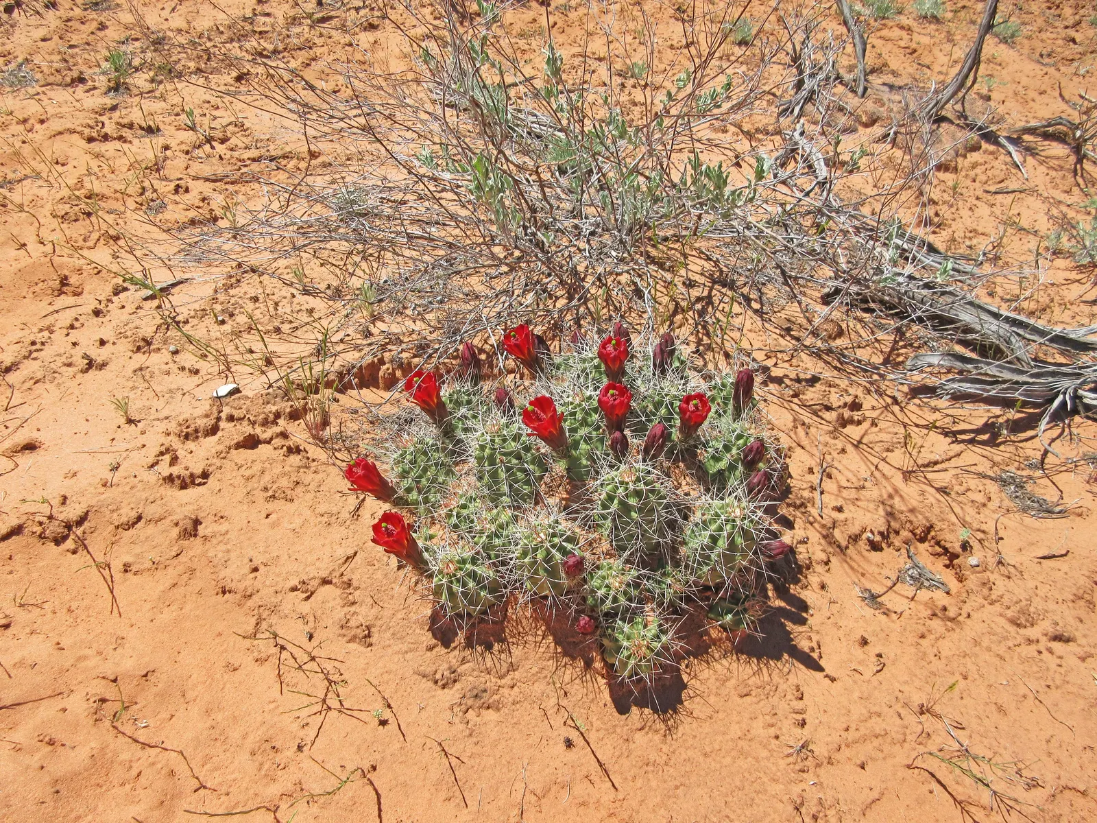 Claret Cup, Strawberry Cactus (Echinocereus Triglochidiatus) — offering a striking contrast against the green cylindrical stems festooned with, image 100