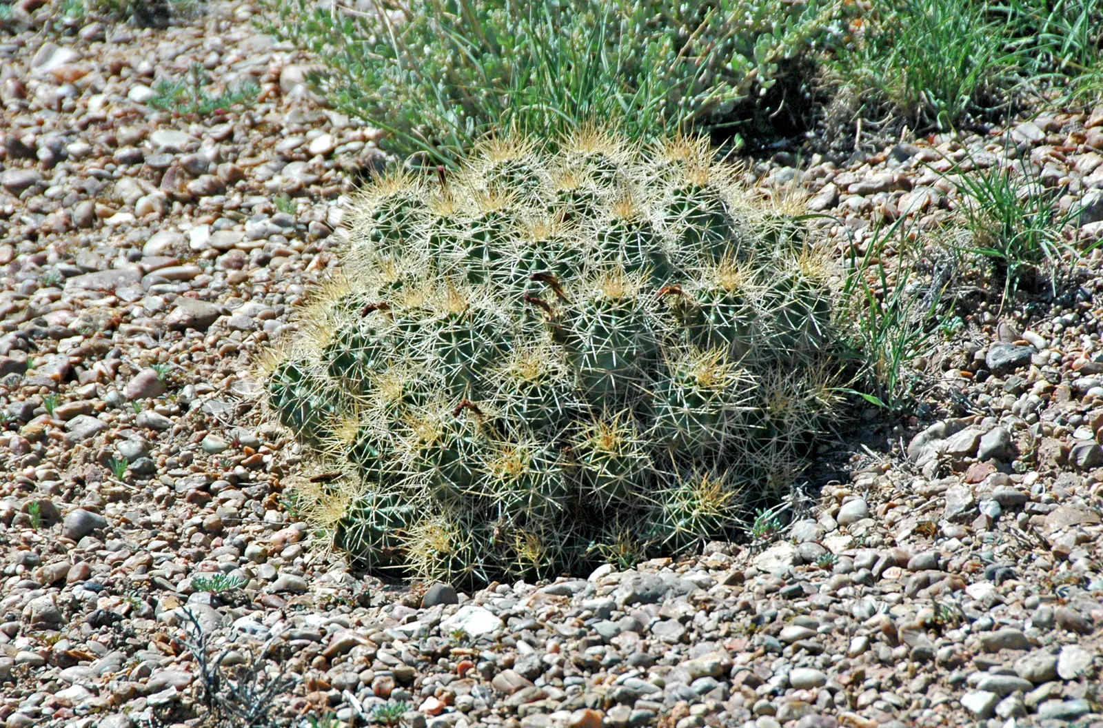 Claret Cup, Strawberry Cactus (Echinocereus Triglochidiatus) — Additionally, this cactus is drought-tolerant, a substantial benefit for water-wise, image 89