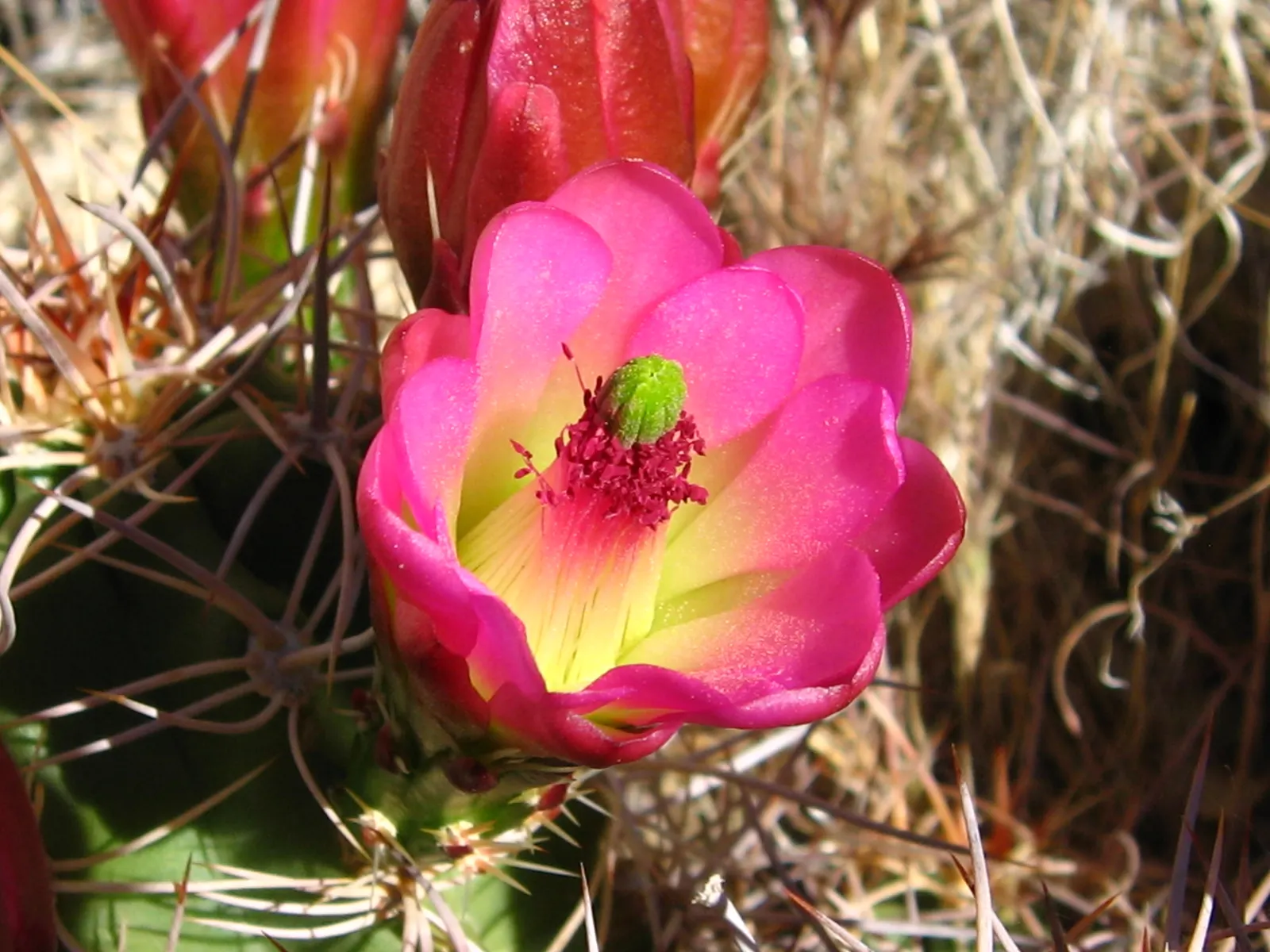 Claret Cup, Strawberry Cactus (Echinocereus Triglochidiatus) — incorporating the Echinocereus triglochidiatus offers a low-maintenance