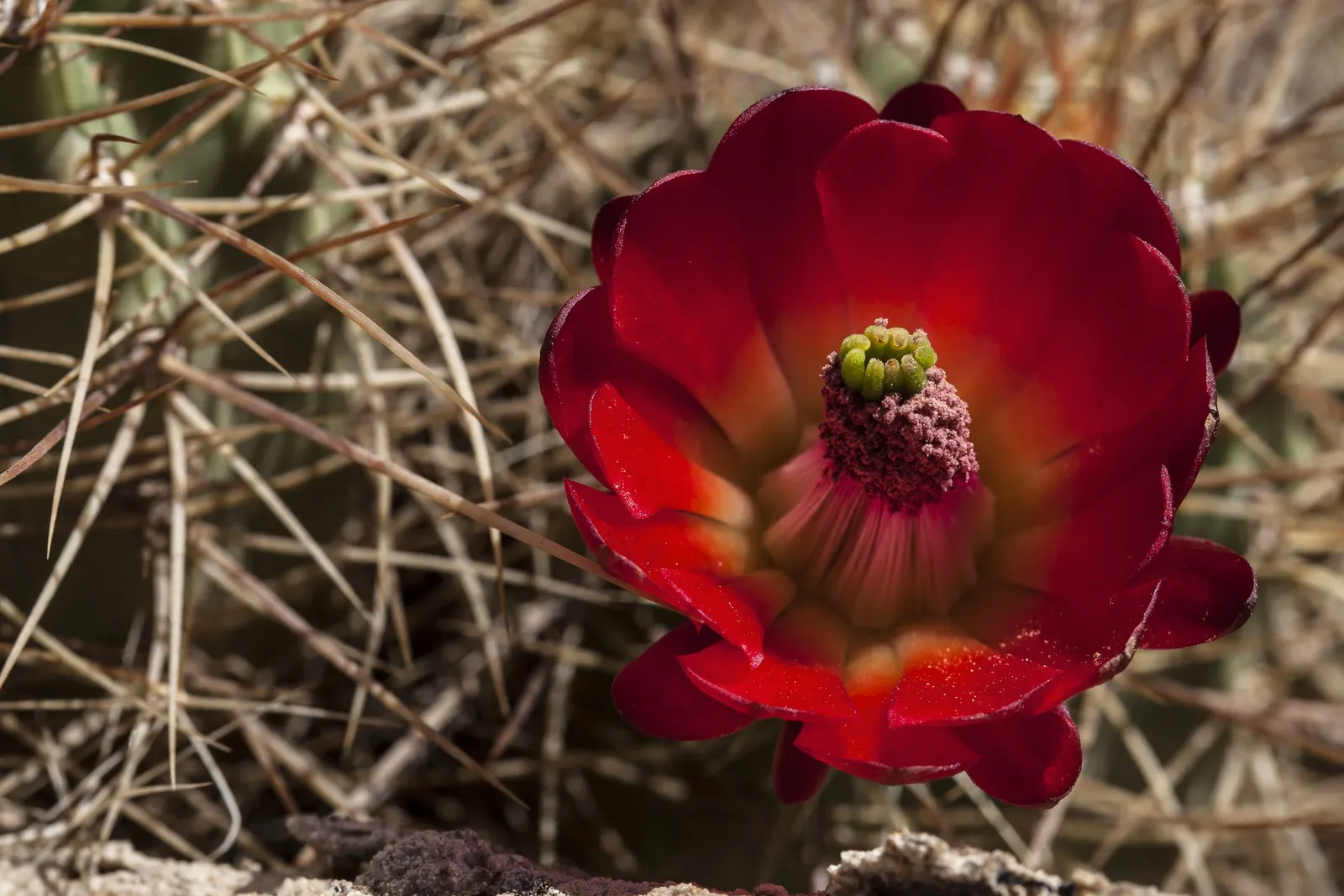 Claret Cup, Strawberry Cactus (Echinocereus Triglochidiatus) — serving both aesthetic and ecological functions; cactus / succulent for full
