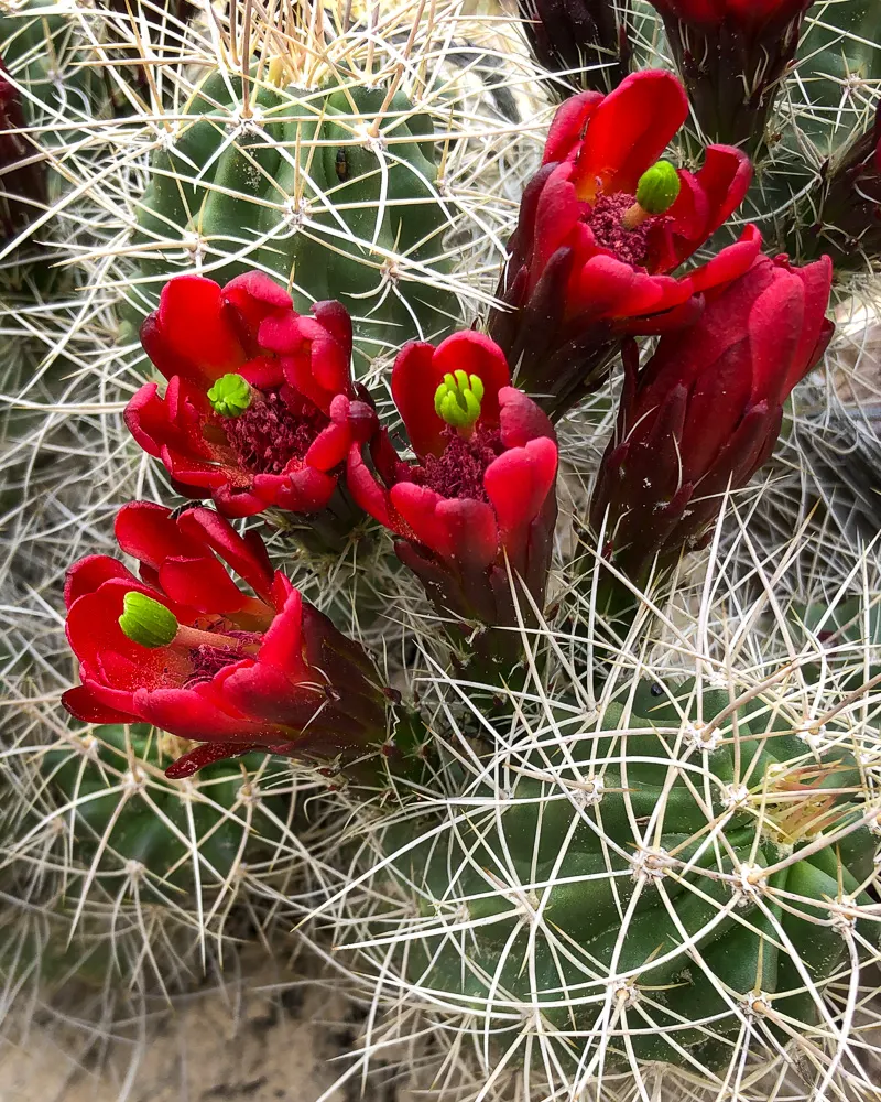 Claret Cup, Strawberry Cactus (Echinocereus Triglochidiatus) — The cactus features a mound-forming habit; this cactus forms clumps reaching 6-18, image 83