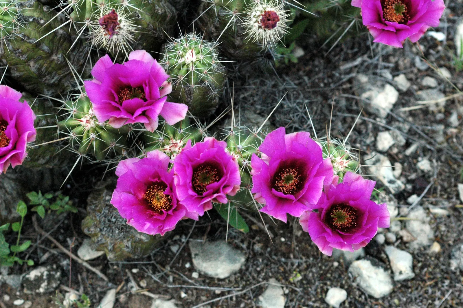 Claret Cup, Strawberry Cactus (Echinocereus Triglochidiatus) — cactus / succulent with orange blooms; ideally grown in full sun to partial shade to, image 71