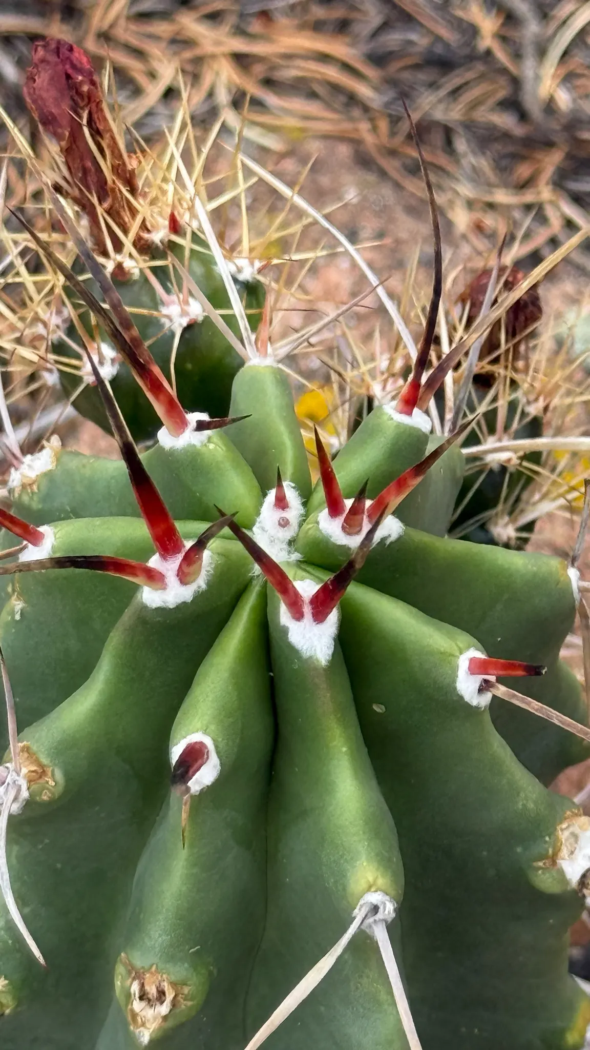 Claret Cup, Strawberry Cactus (Echinocereus Triglochidiatus) — capable of thriving in USDA zones 5 through 11 and can handle temperatures down to -20&deg;F
