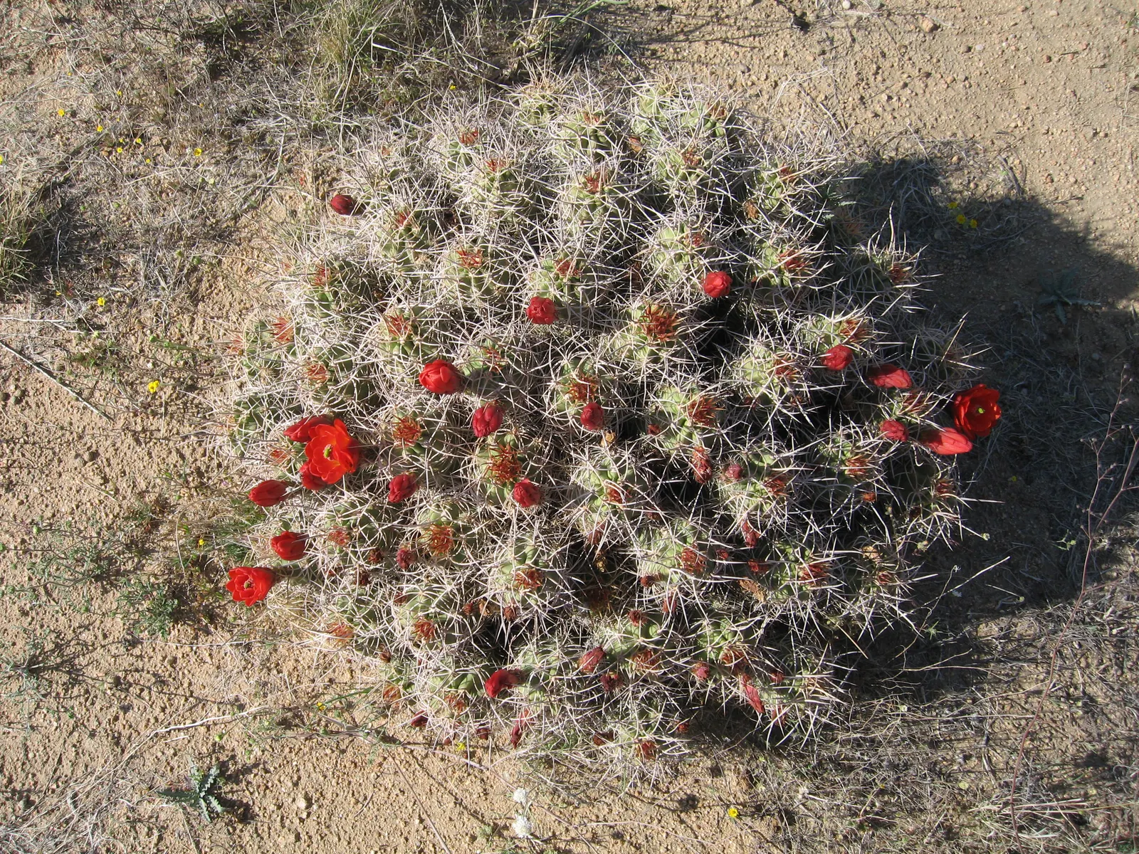 Claret Cup, Strawberry Cactus (Echinocereus Triglochidiatus) — This cactus forms clumps reaching 6-18 inches in height and up to 2 feet wide