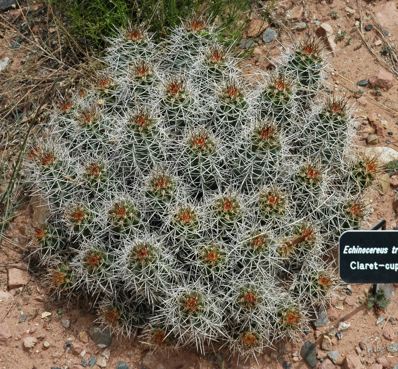 Claret Cup, Strawberry Cactus (Echinocereus Triglochidiatus) — cactus / succulent for full