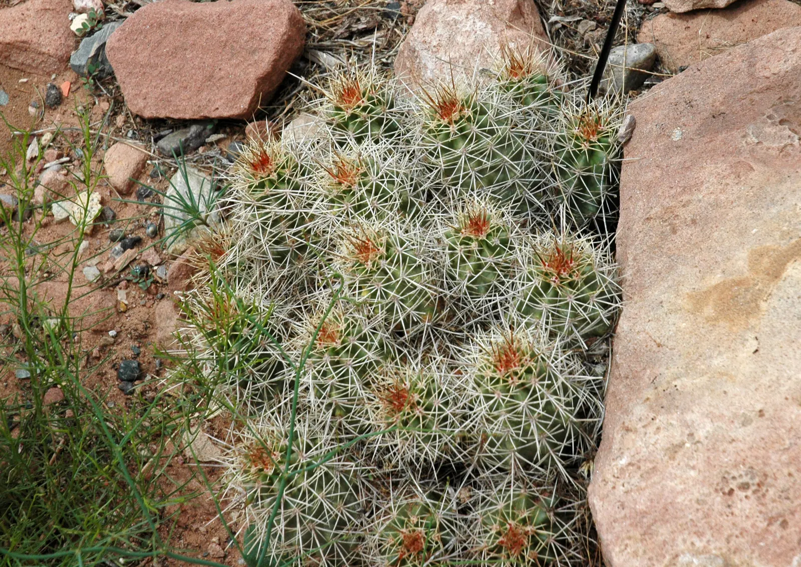 Claret Cup, Strawberry Cactus (Echinocereus Triglochidiatus) — Echinocereus triglochidiatus, commonly known as Claret Cup or Strawberry Cactus, image 25