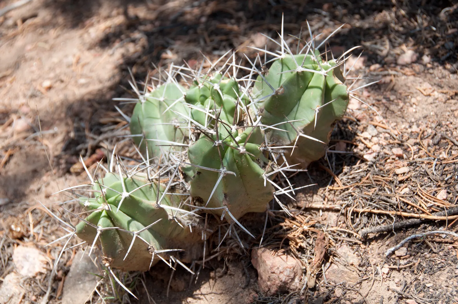 Claret Cup, Strawberry Cactus (Echinocereus Triglochidiatus) — This cacti species prides itself on its hardiness; with individual stems that can, image 81