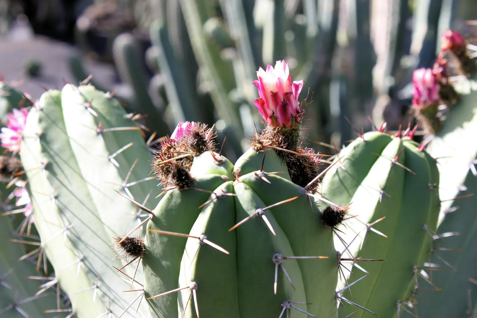 Claret Cup, Strawberry Cactus (Echinocereus Triglochidiatus) — water-efficient landscapes; the flowers are a nectar source for hummingbirds