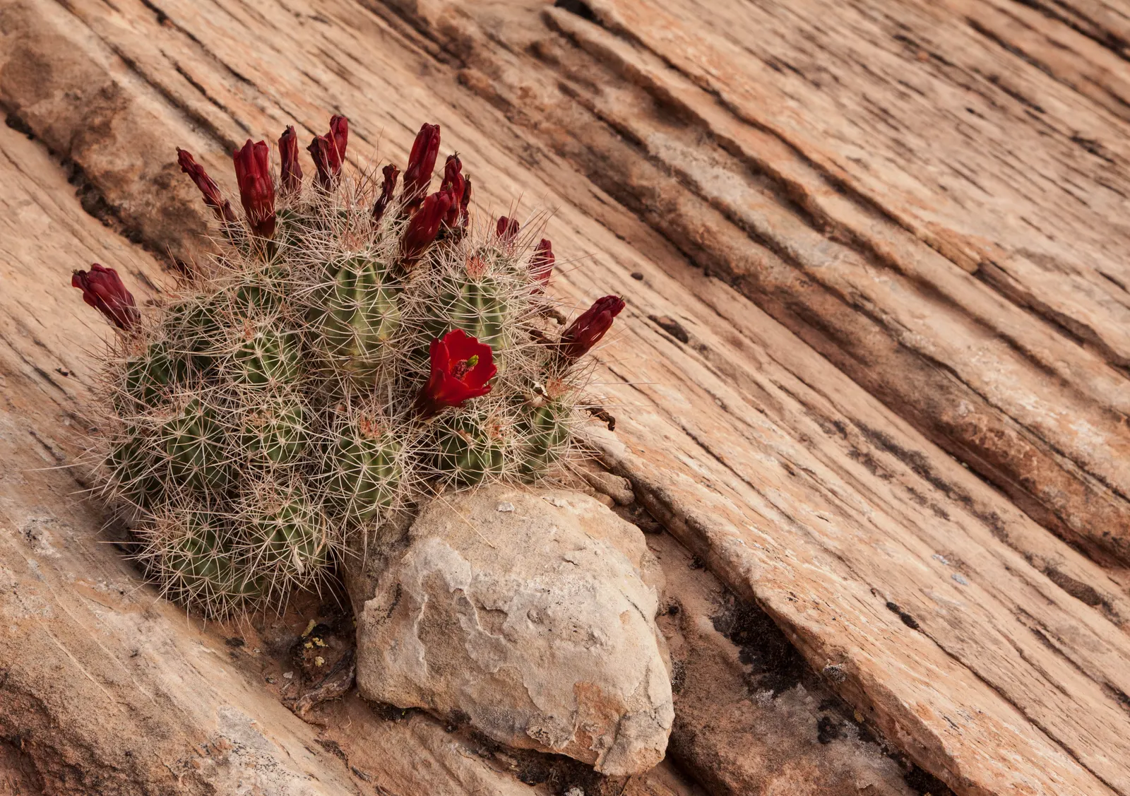 Claret Cup, Strawberry Cactus (Echinocereus Triglochidiatus) — This cactus forms clumps reaching 6-18 inches in height and up to 2 feet wide; the, image 74