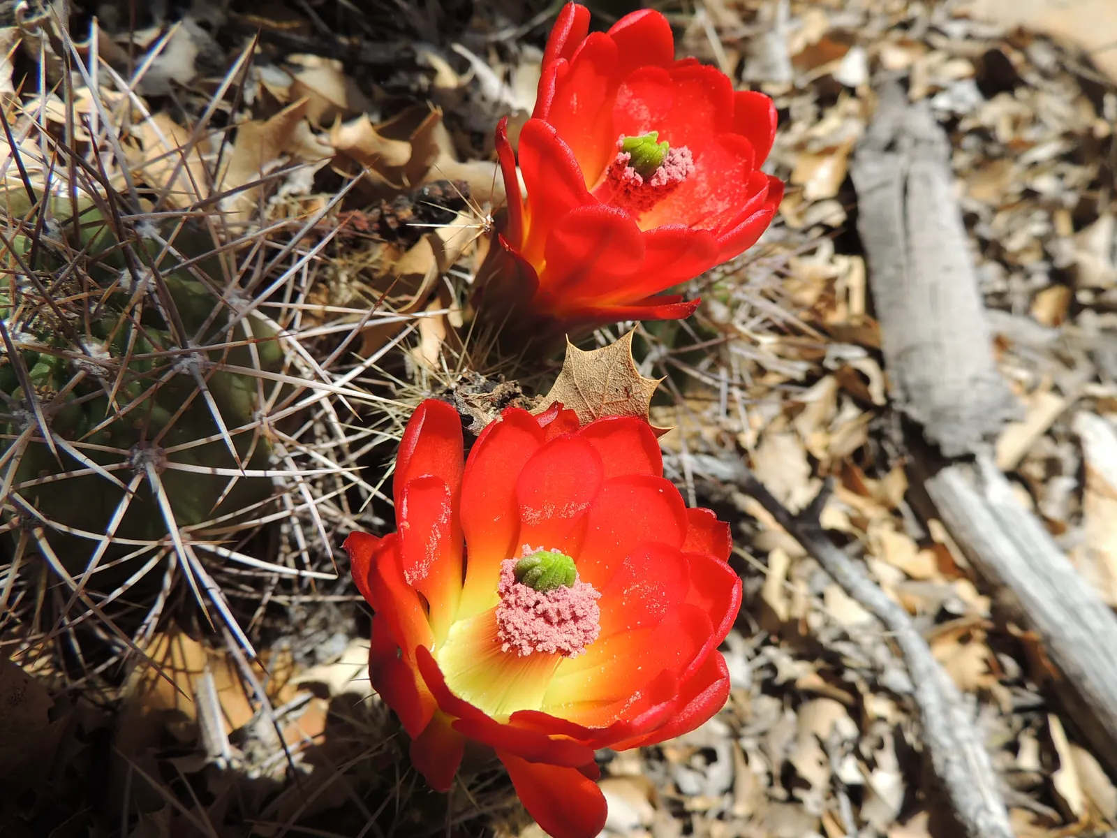 Claret Cup, Strawberry Cactus (Echinocereus Triglochidiatus) — adds a touch of desert beauty to any landscape design; making it perfect for, image 104