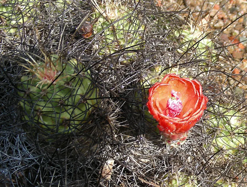 Claret Cup, Strawberry Cactus (Echinocereus Triglochidiatus) — It prefers well-draining soil; cup-shaped flowers bloom in spring, image 90